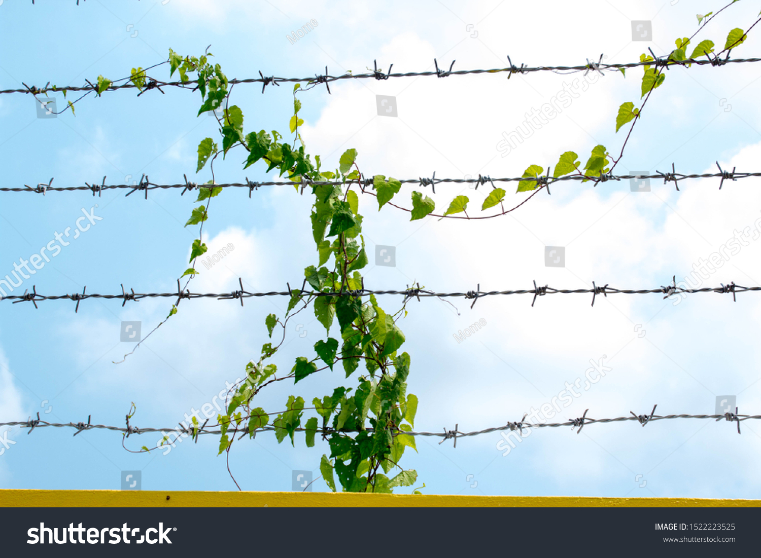 barbed wire id