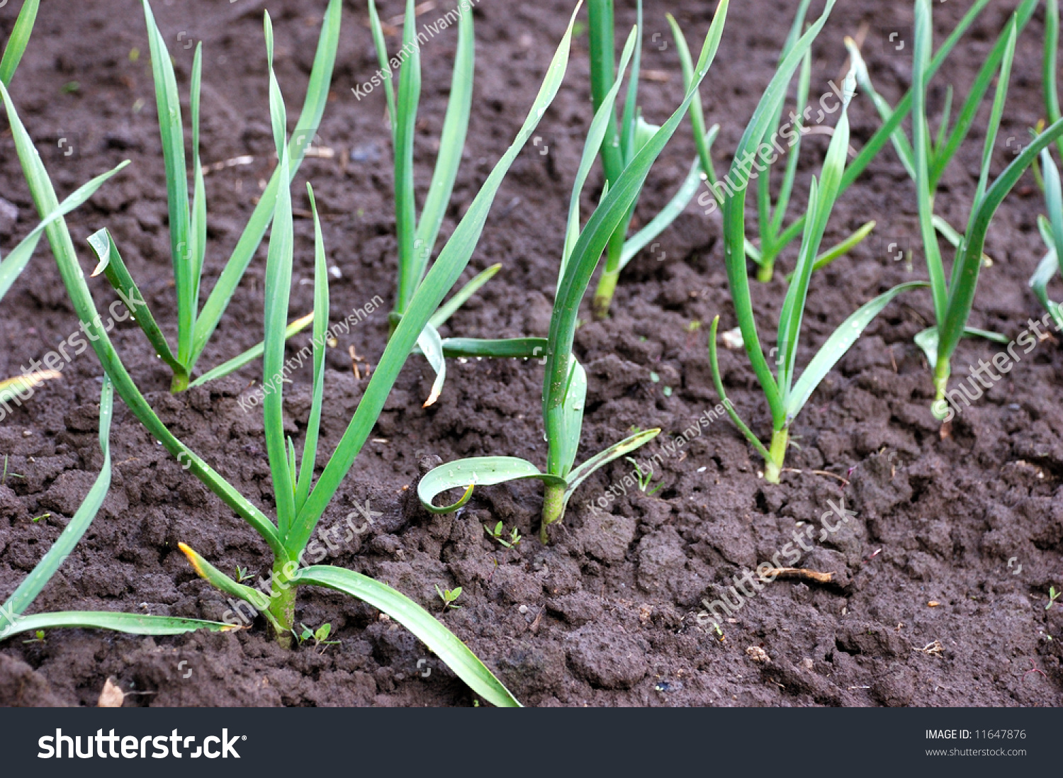 Green Plants Grow Out Of Very Wet Soil Stock Photo 11647876 : Shutterstock