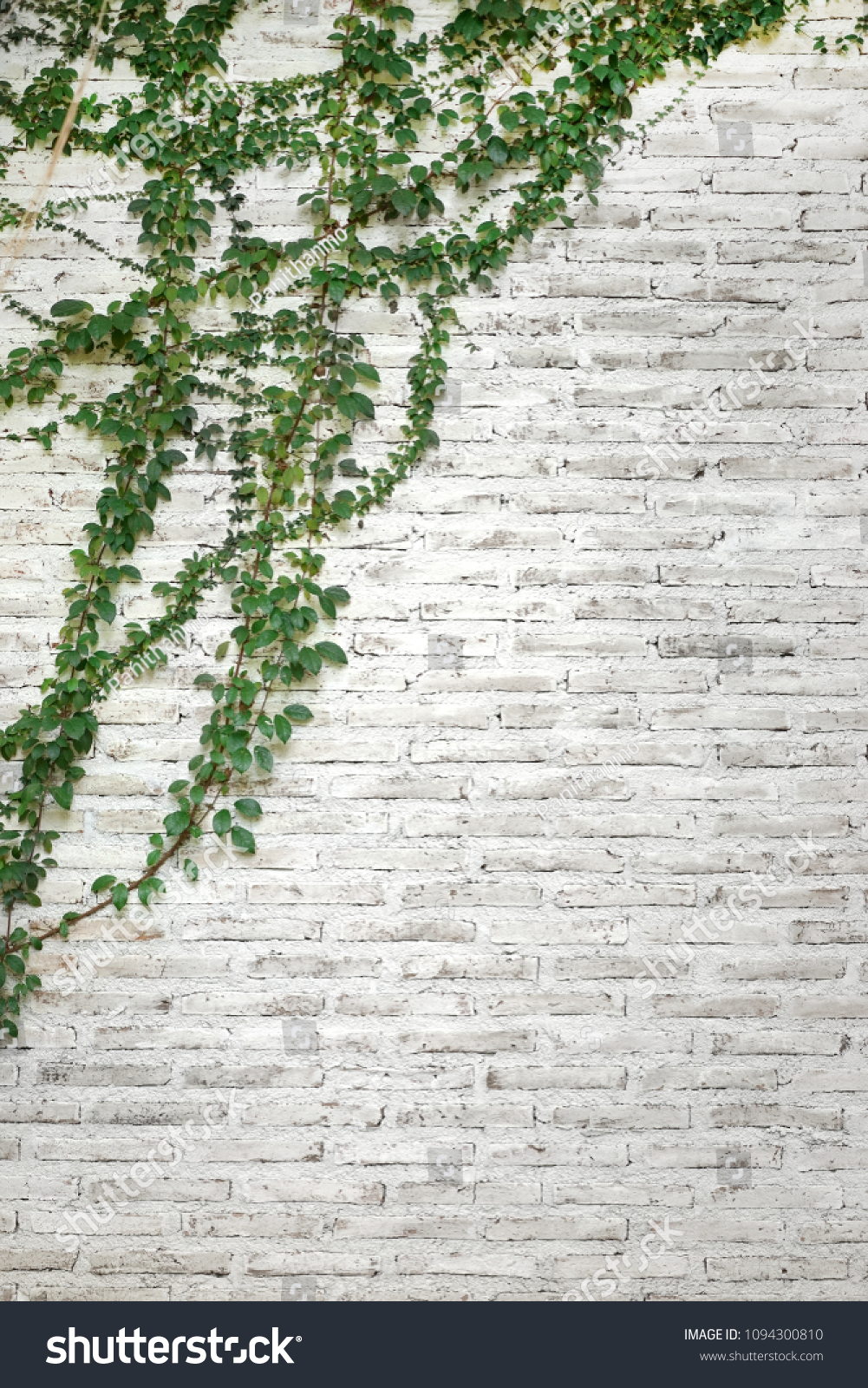Green Plants On White Brick Wall Stock Photo Edit Now