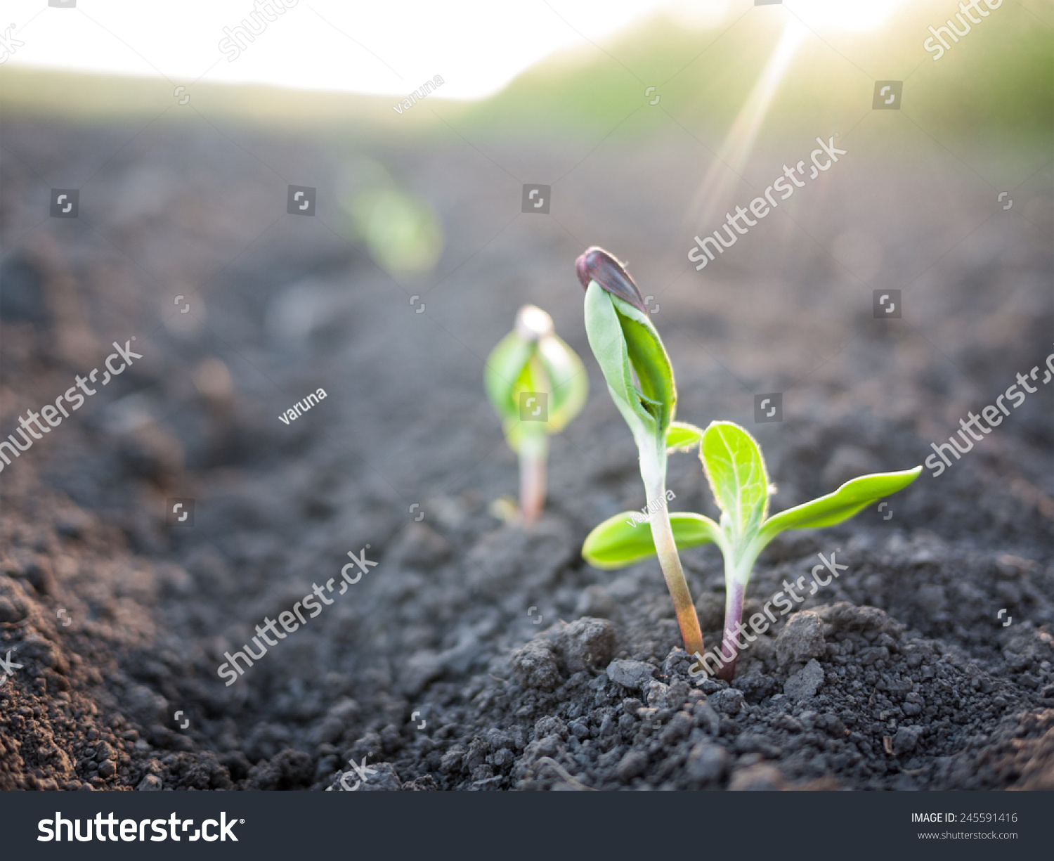 Green Plants Seedling Stock Photo 245591416 : Shutterstock