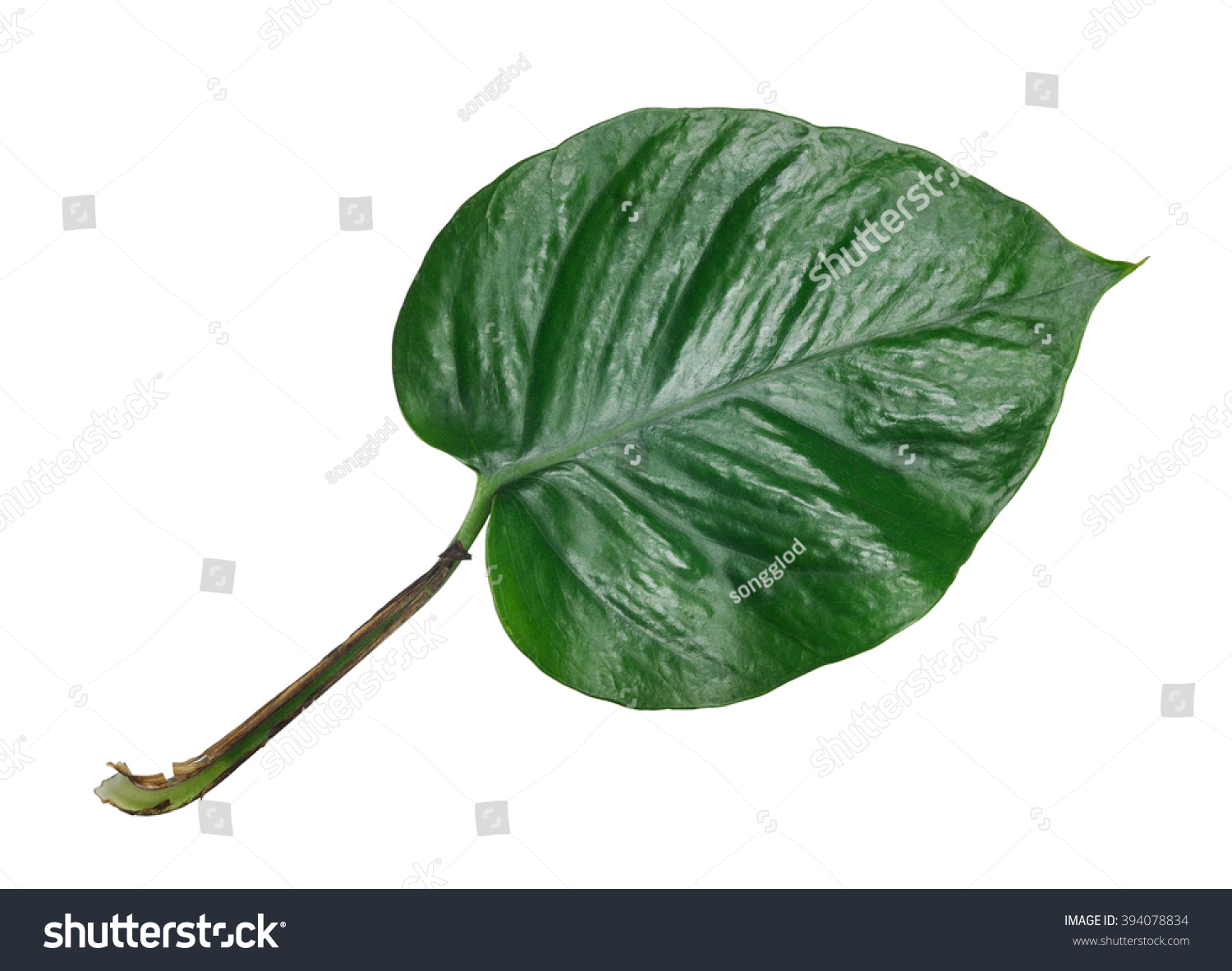 Green Pothos Leaf Isolated On White Stock Photo (Edit Now) 394078834