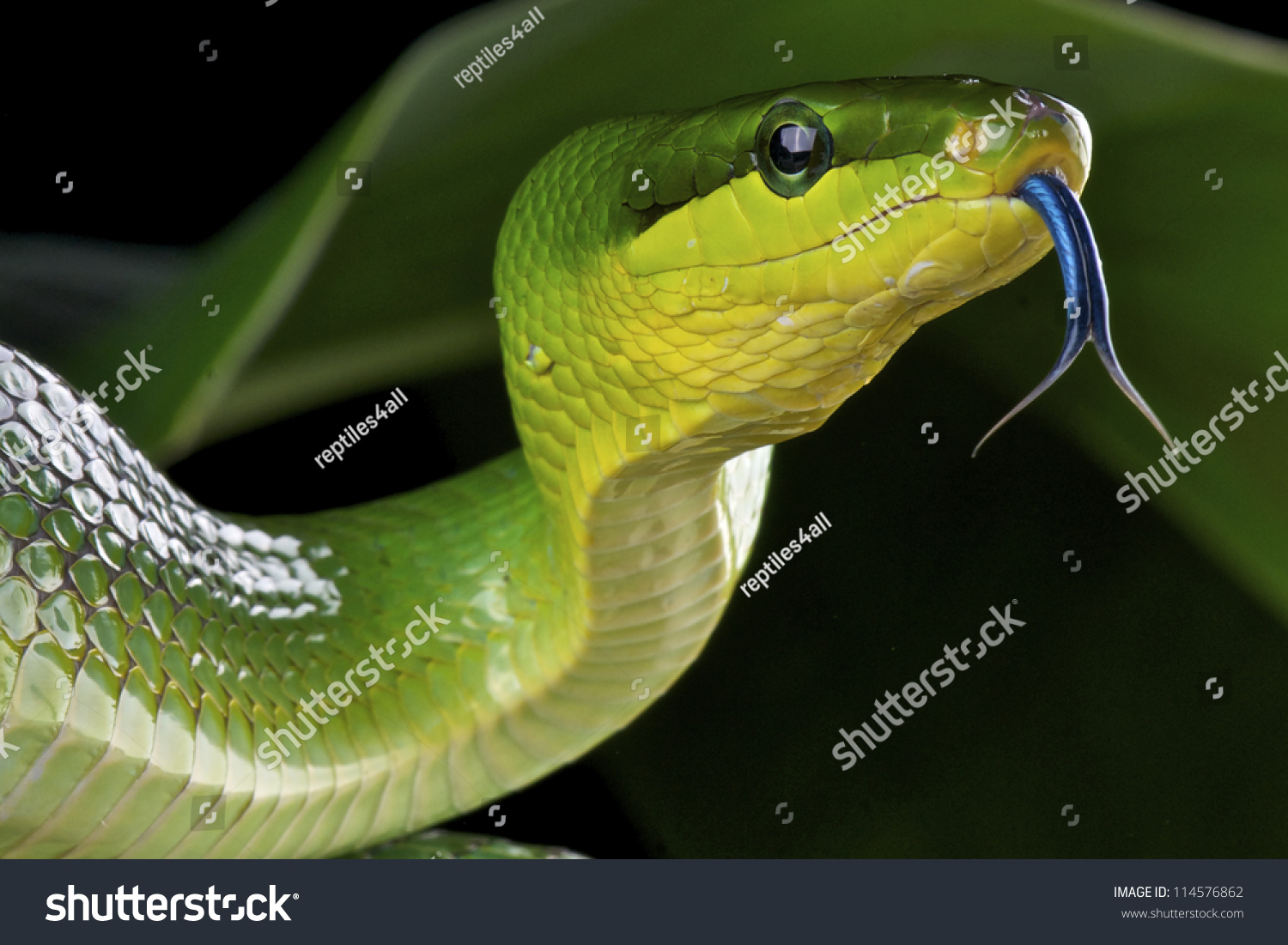 Green Rat Snake Gonyosoma Oxycephalum Stock Photo 114576862 - Shutterstock