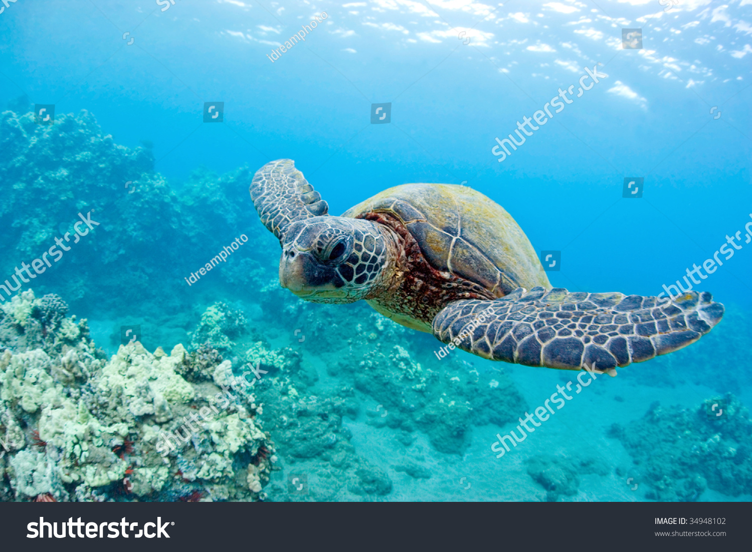 緑の海亀と珊瑚礁マウイハワイ の写真素材 今すぐ編集