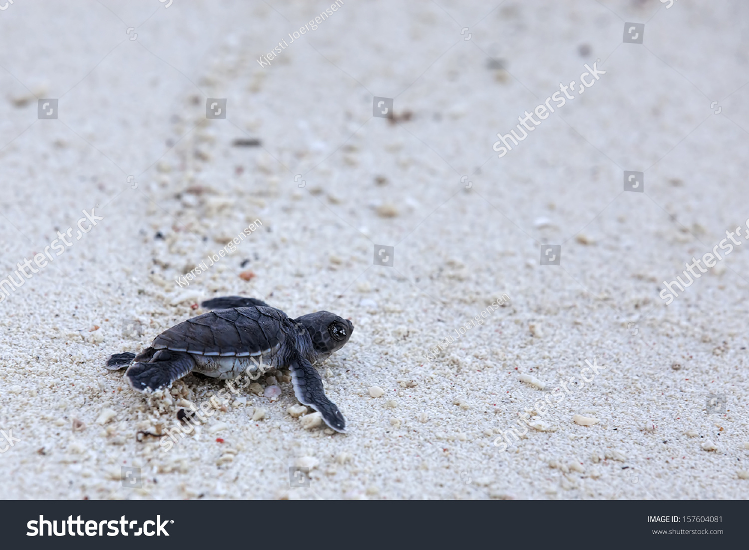 Green Sea Turtle Hatchling Making Its First Steps From The Beach To The ...