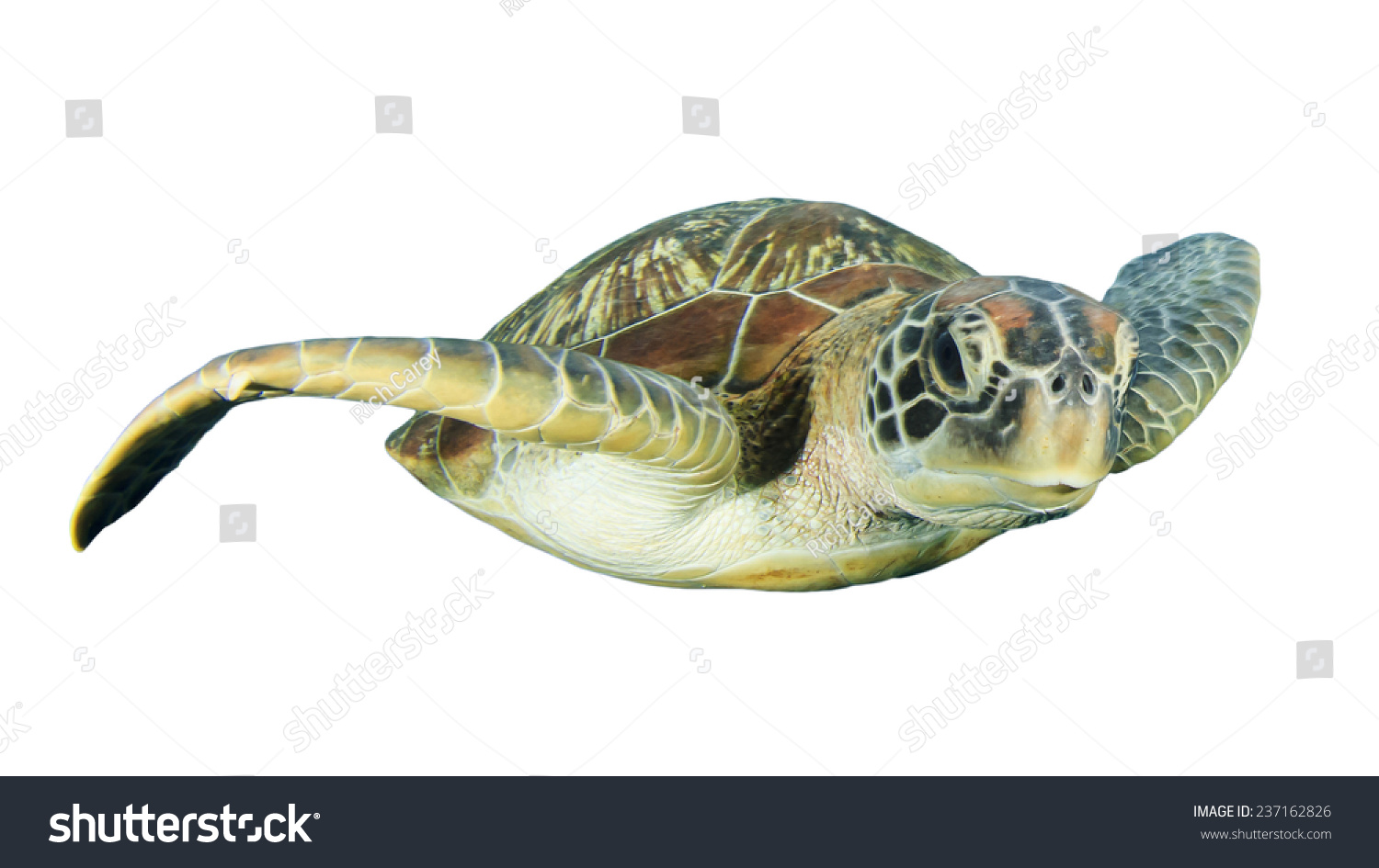 Green Sea Turtle Isolated On White Background Stock Photo 237162826 ...