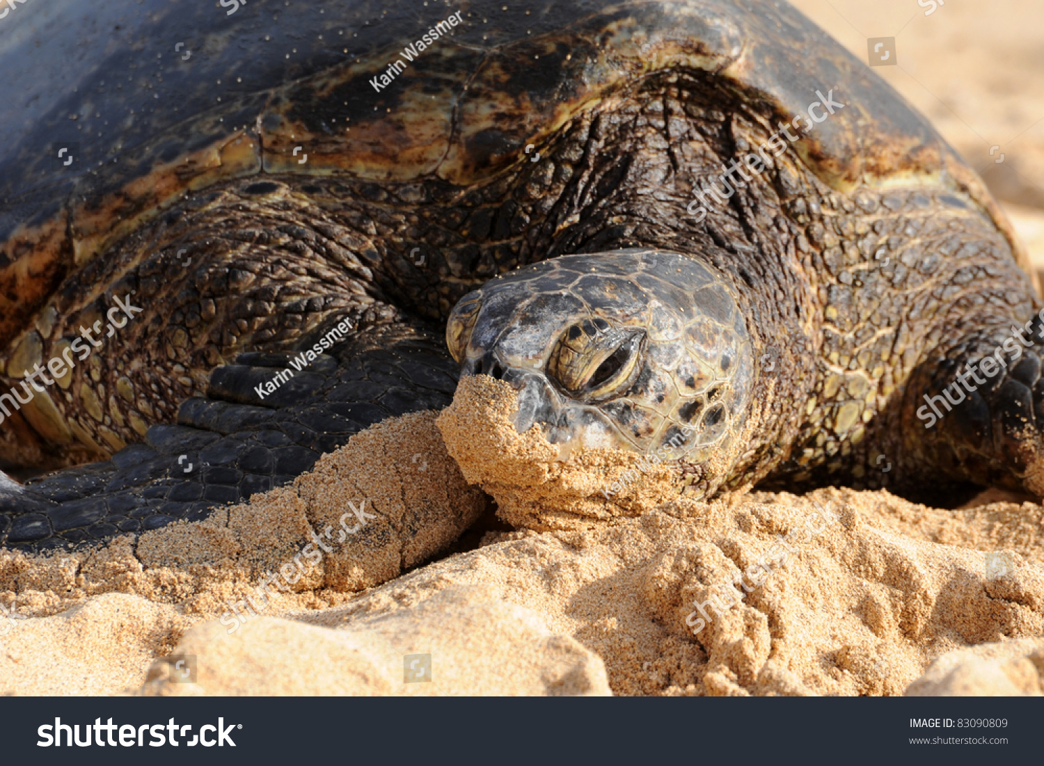 Green Sea Turtle Kauai Hawaii Stock Photo 83090809 | Shutterstock