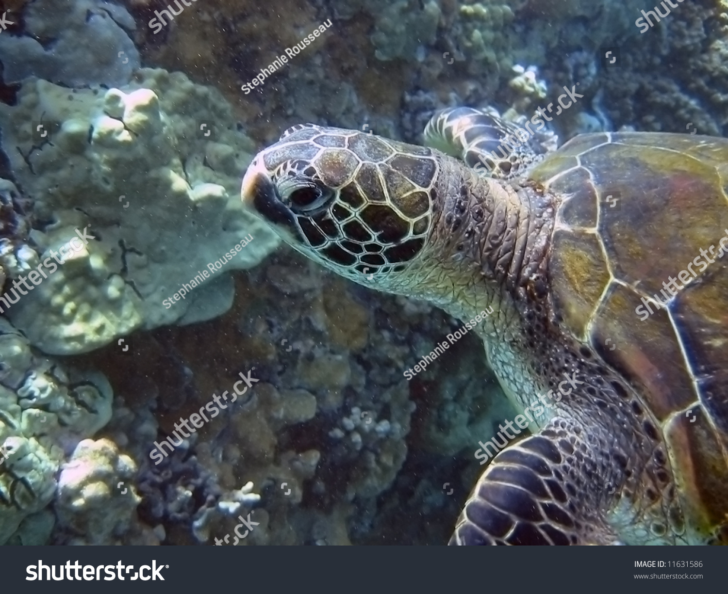 Green Sea Turtle On A Coral Reef Stock Photo 11631586 : Shutterstock