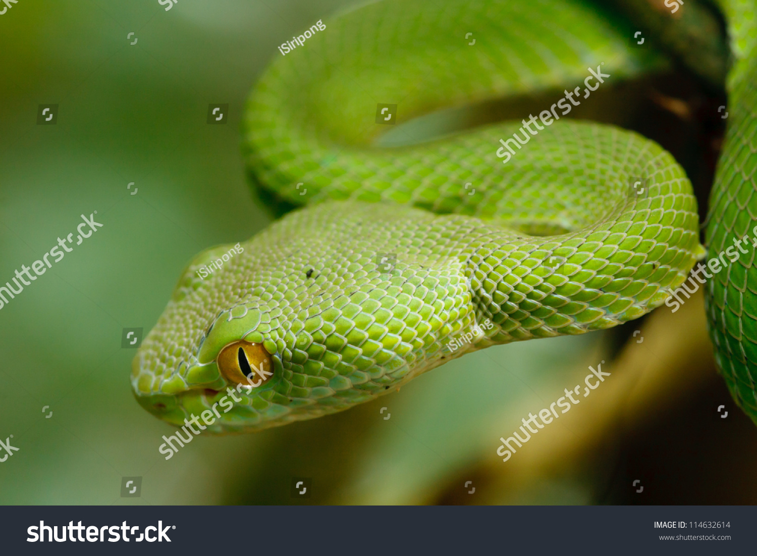 Green Snake In Rain Forest, Thailand Stock Photo 114632614 : Shutterstock