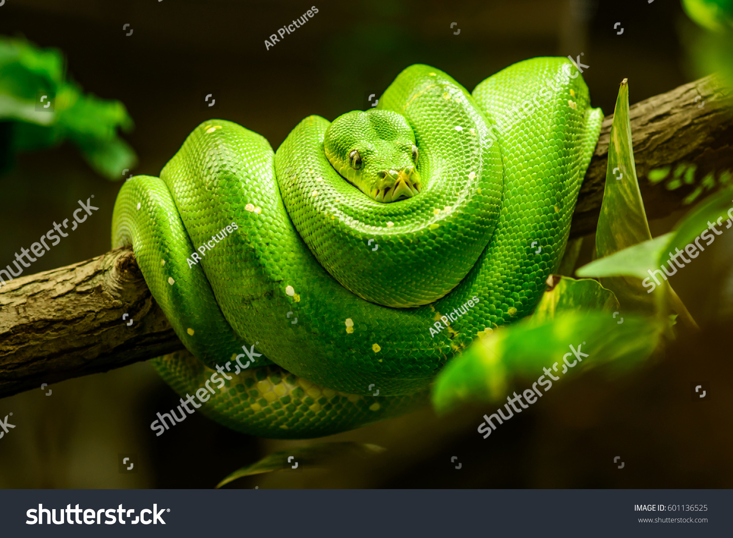 Green Snake On Branch Stock Photo Edit Now 601136525