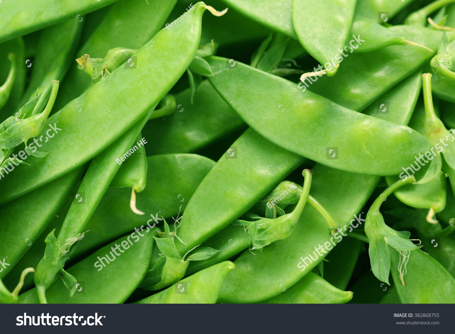 Green Snow Pea Pods Stock Photo 382868755 : Shutterstock