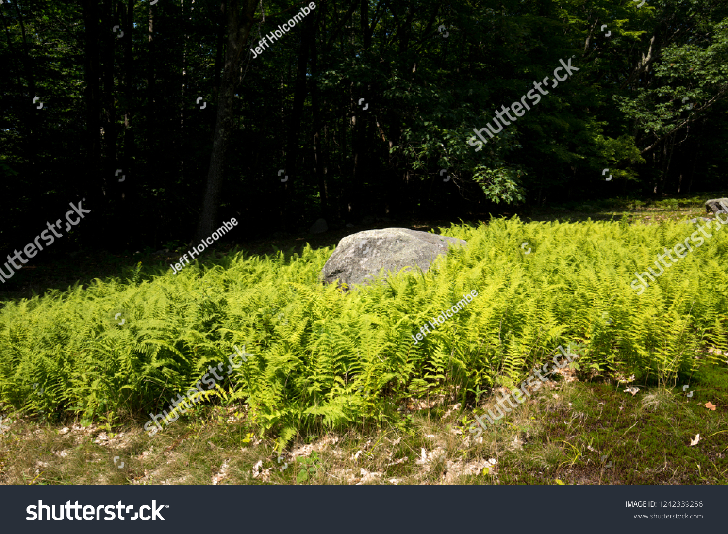 Green Summertime Leaves Wood Ferns Surround Stock Photo Edit Now 1242339256