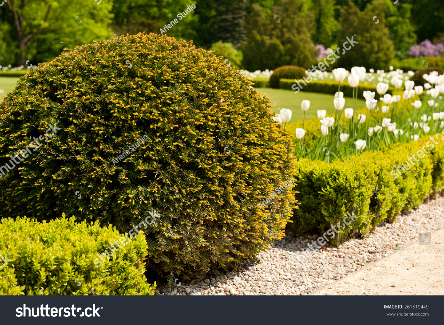 Green Taxus Baccata Yew Shrub Ornamental Stock Photo 261519449 ...