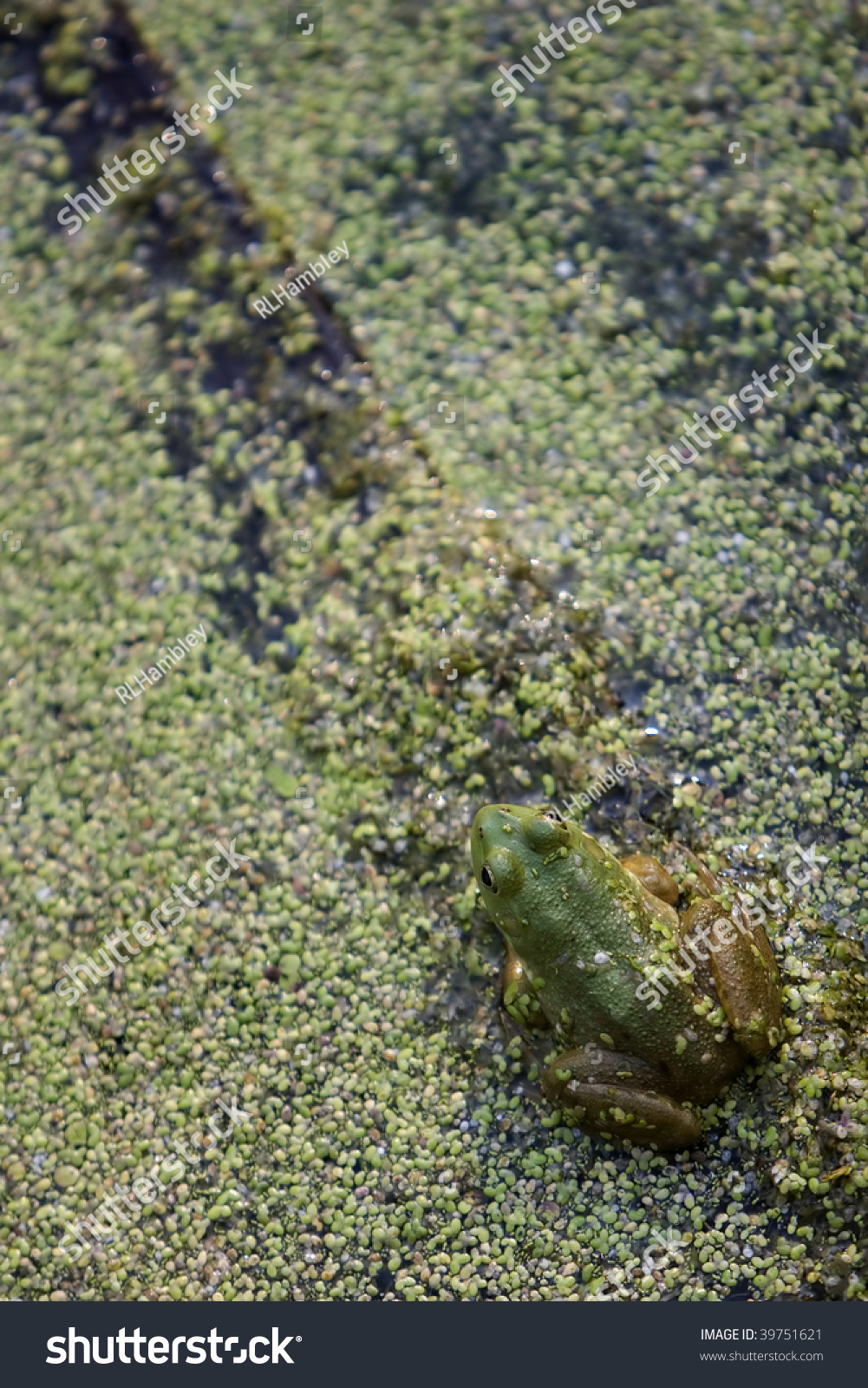 Green Tree Frog Green Pond Scum Stockfoto 20   Shutterstock