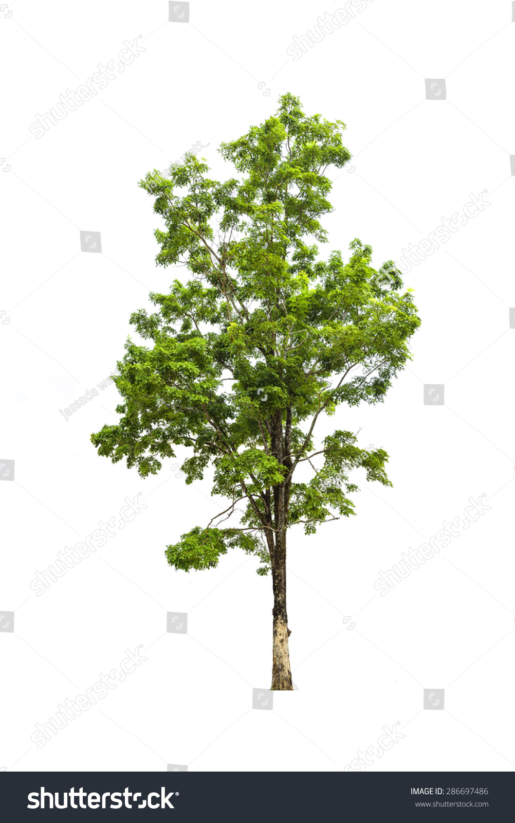 Green Tree Isolated On White Stock Photo 286697486 : Shutterstock