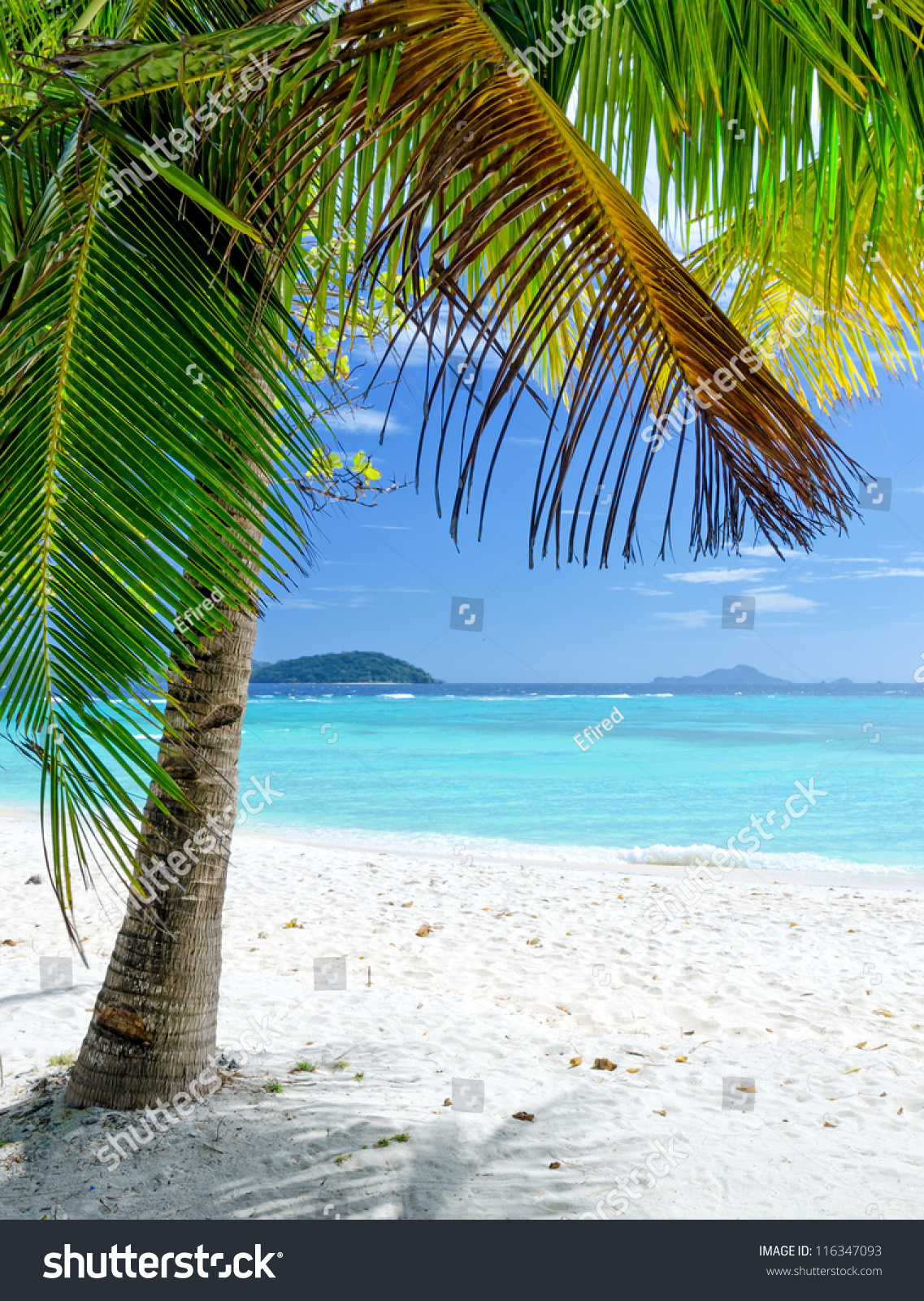 Green Tree On A White Sand Beach. Malcapuya Island, Coron, Philippines ...