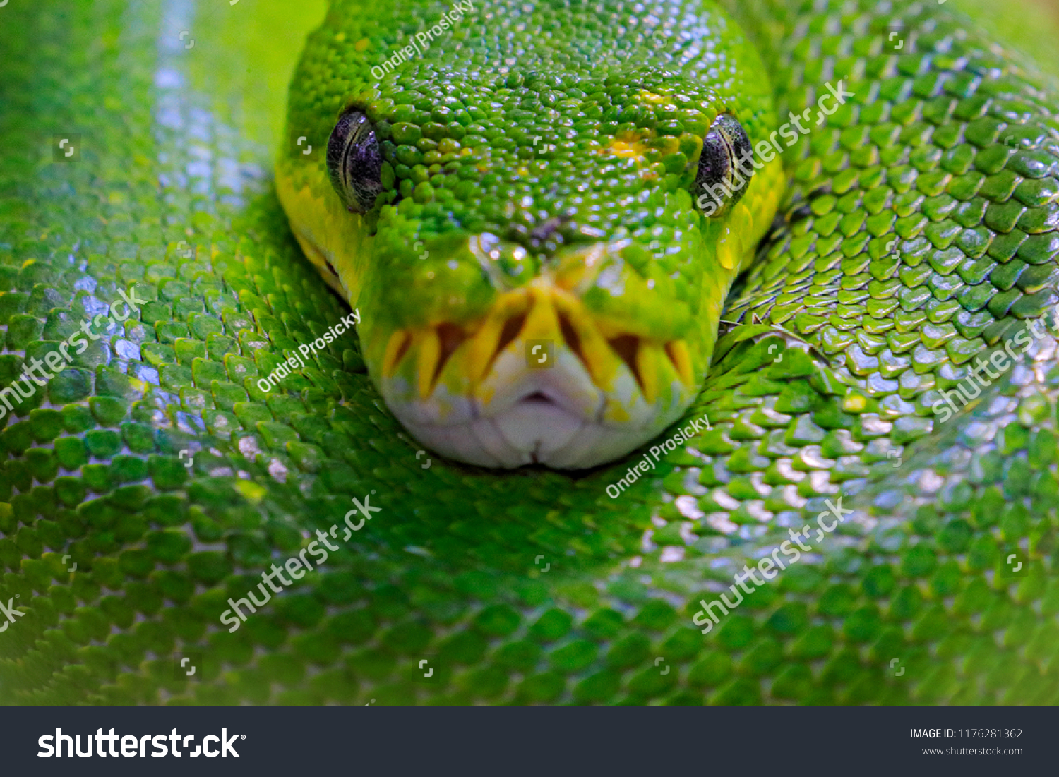 Green Tree Python Morelia Viridis Snake Animals Wildlife Stock Image