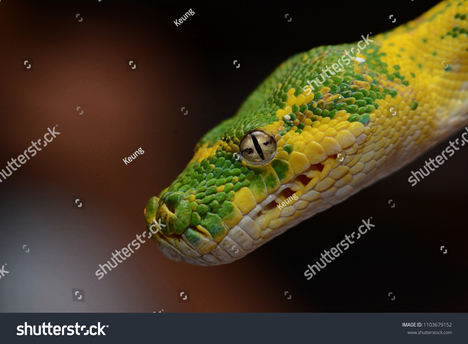 Green Tree Python Snake Stock Photo Edit Now 1103679152