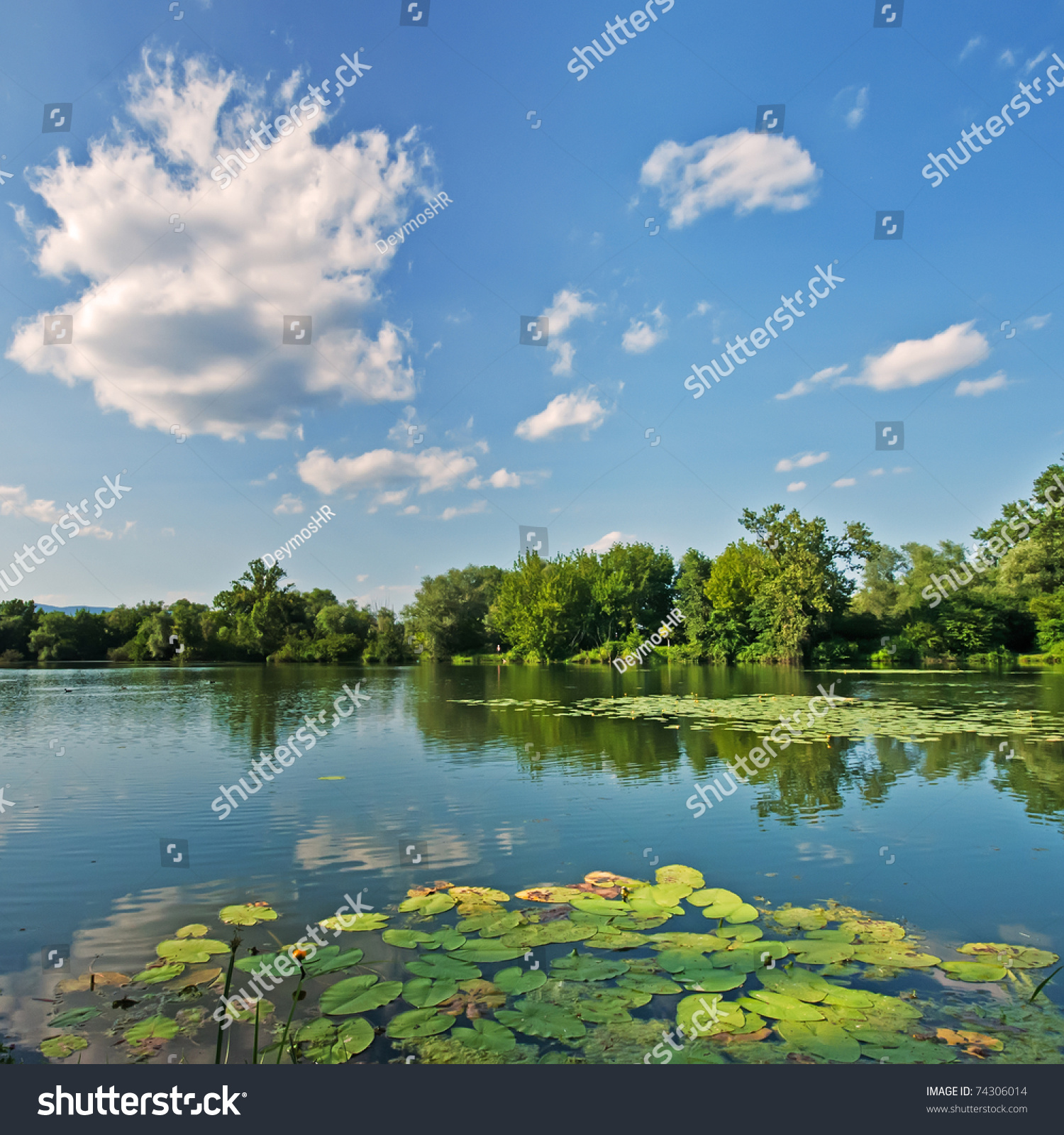 Green Trees By Lake On Sunny Stock Photo 74306014 - Shutterstock