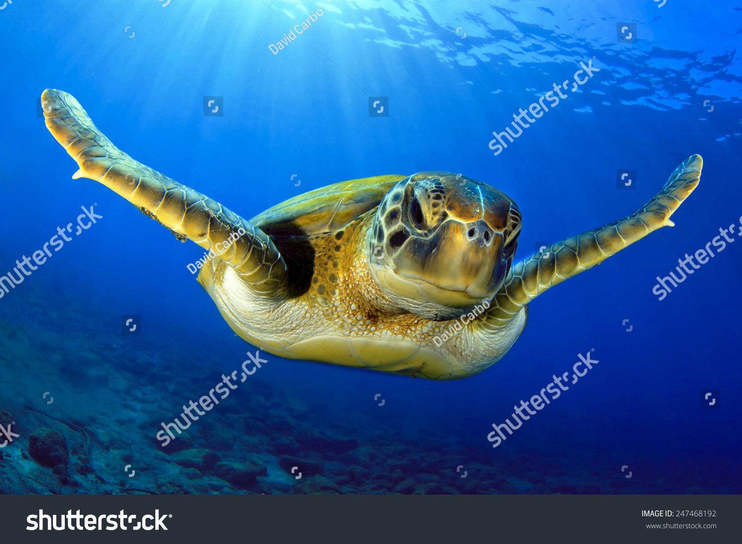 Escafandra 이미지, 스톡 사진 및 벡터 | Shutterstock