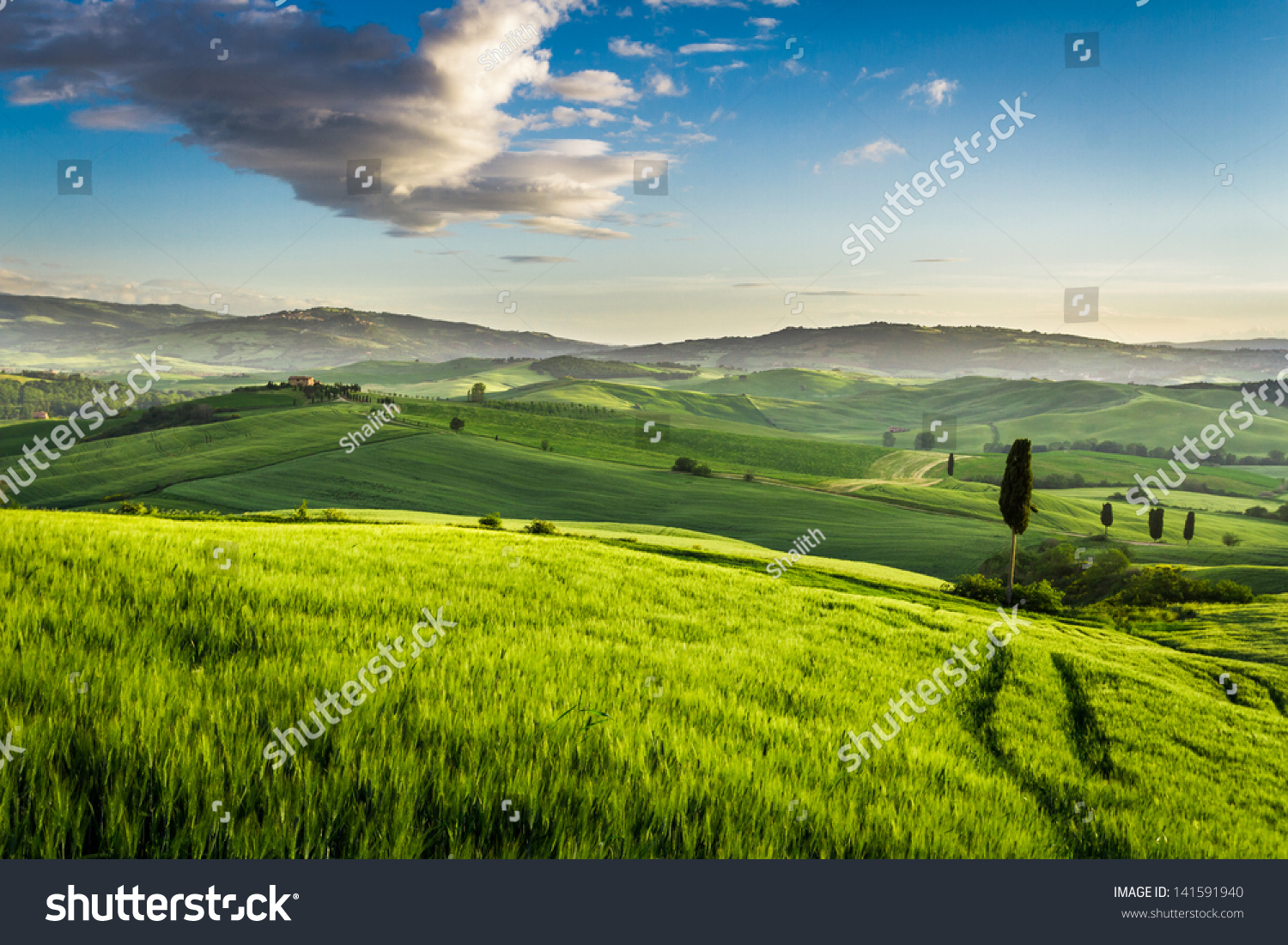 Green Valley At Sunset In Tuscany Stock Photo 141591940 : Shutterstock