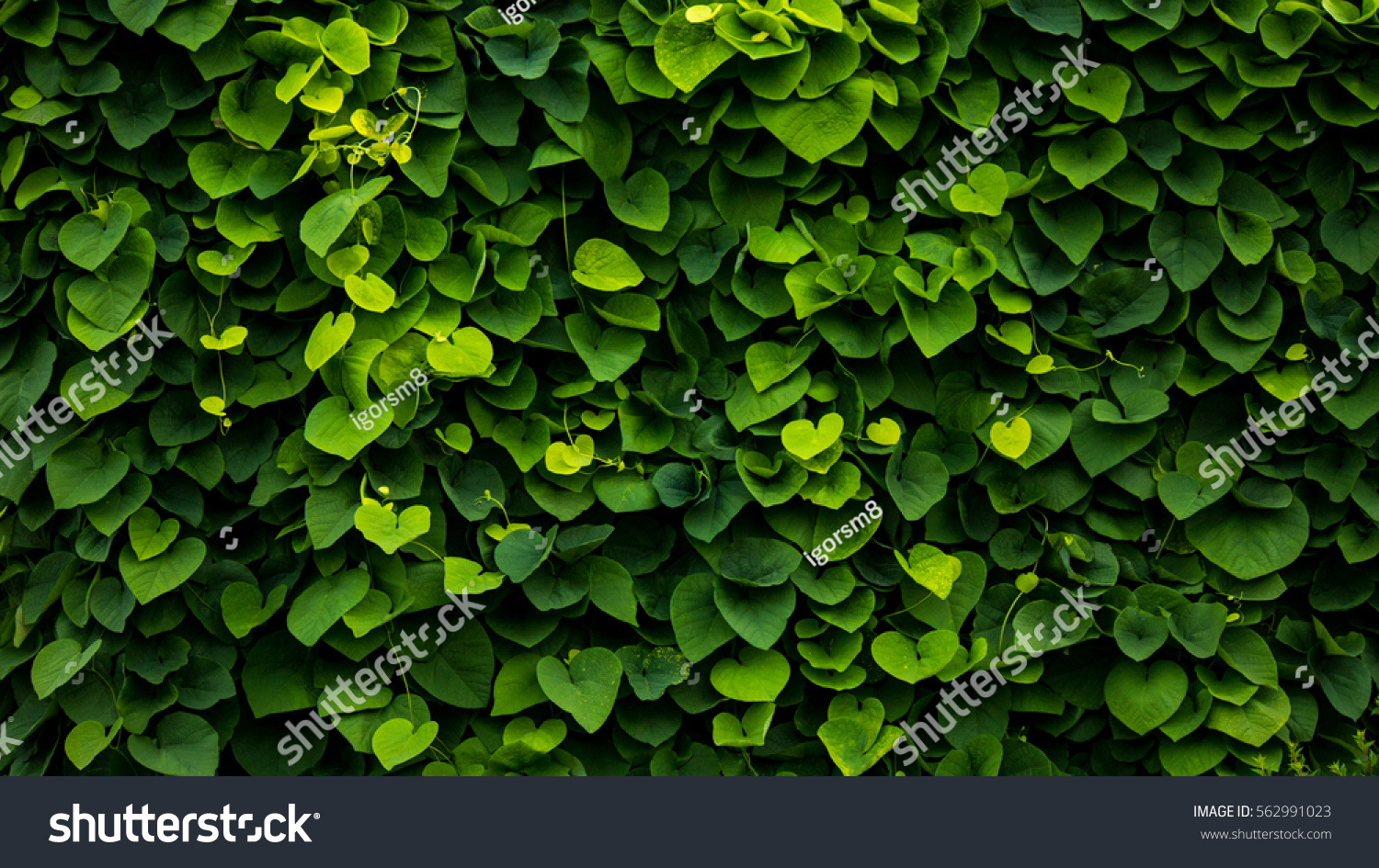 Green Wall Plants Background Stock Photo 562991023 | Shutterstock