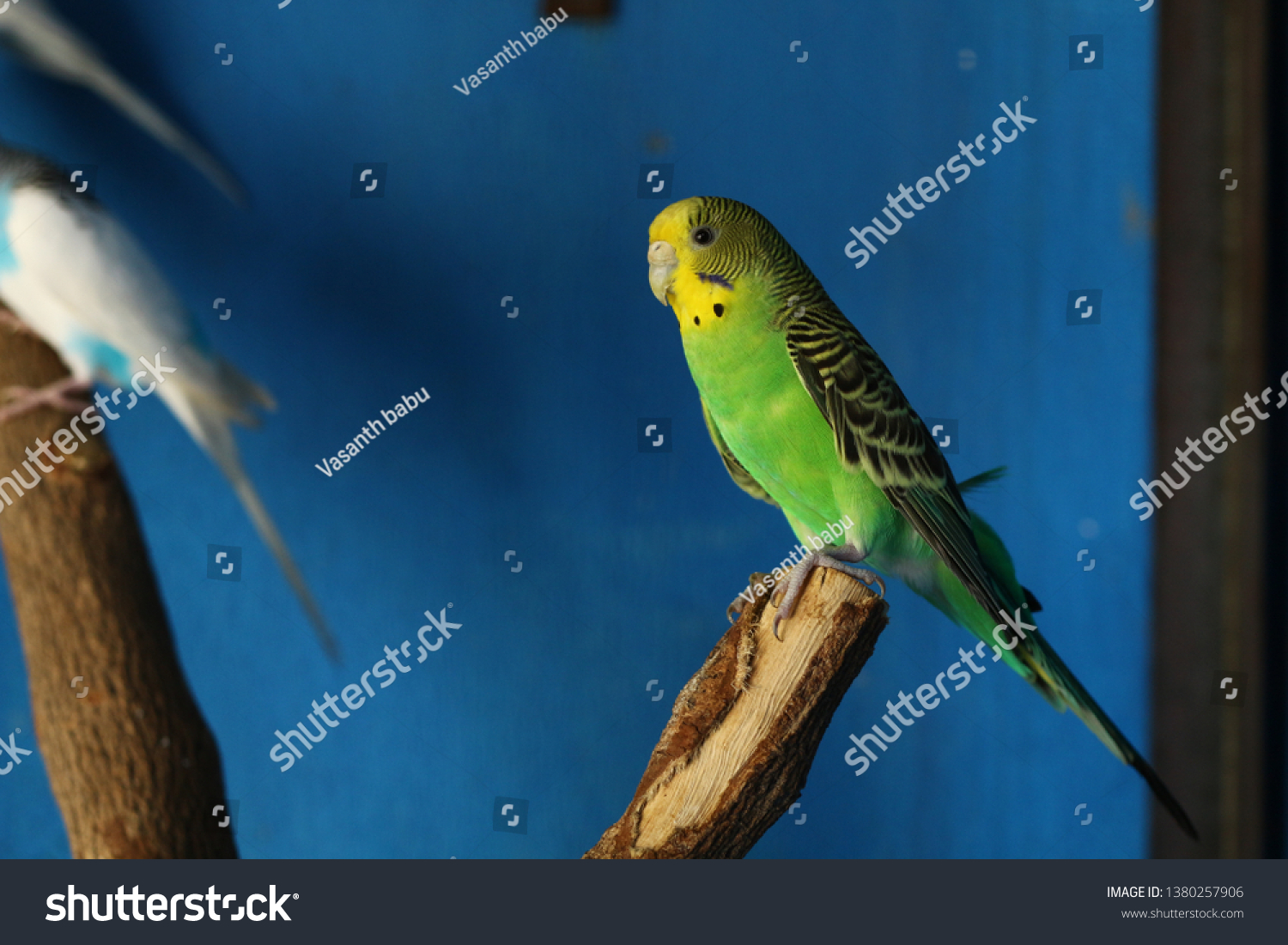 Green yellow black budgie pet bird