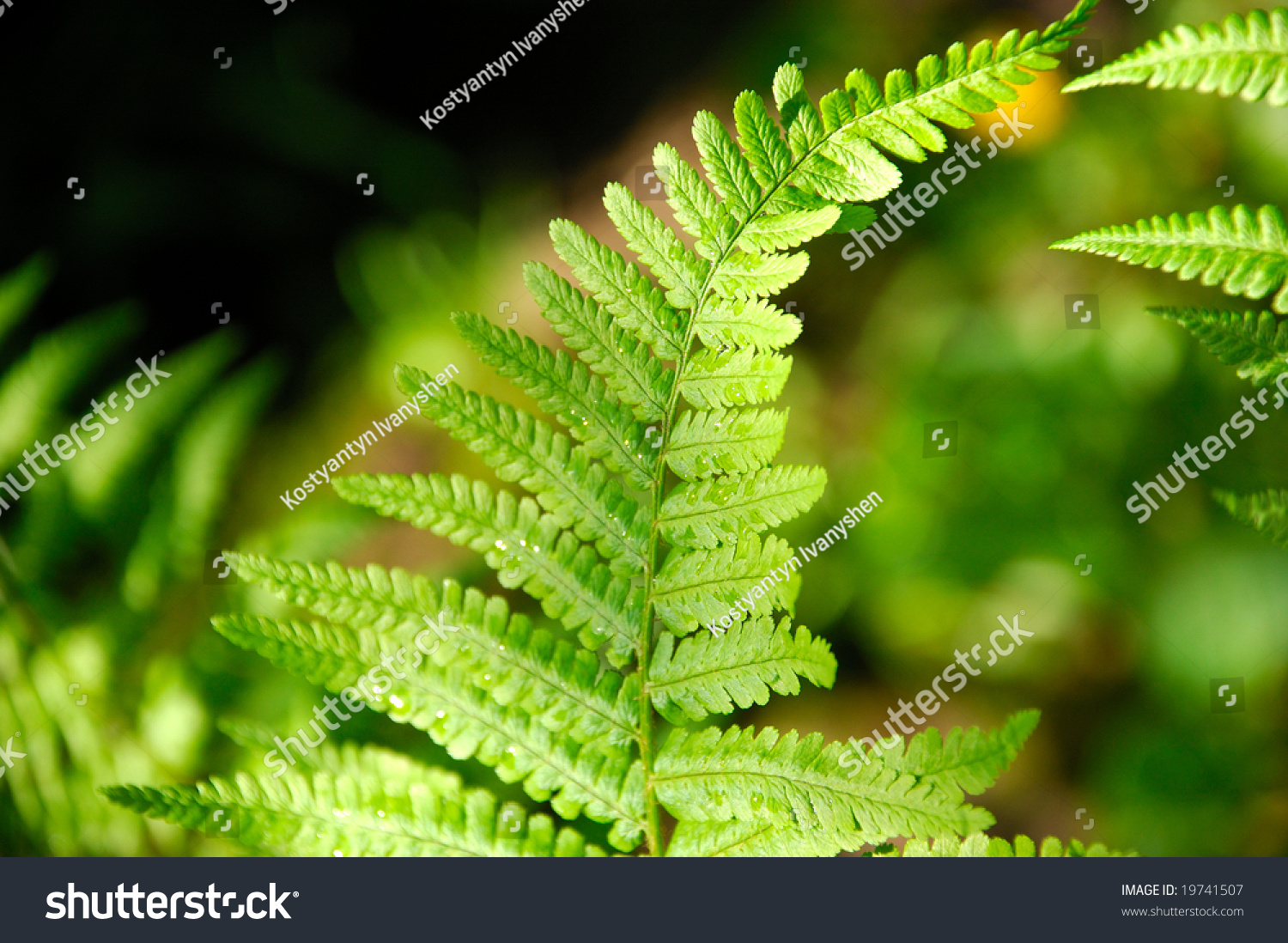 Green Young Fern Leaf Stock Photo 19741507 : Shutterstock