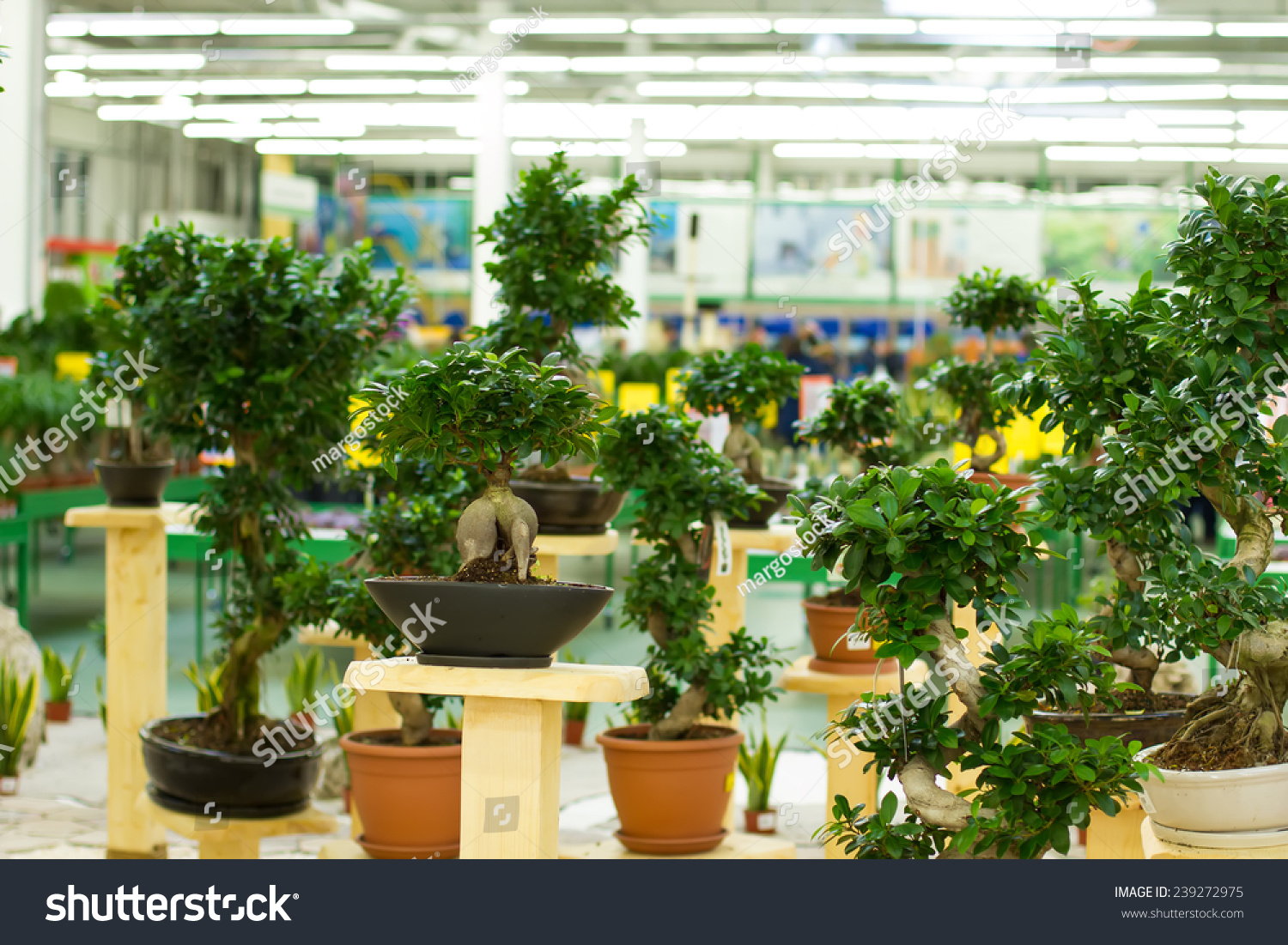 Greenhouse Beautiful Bonsai Trees Pots Stock Photo Edit Now 239272975