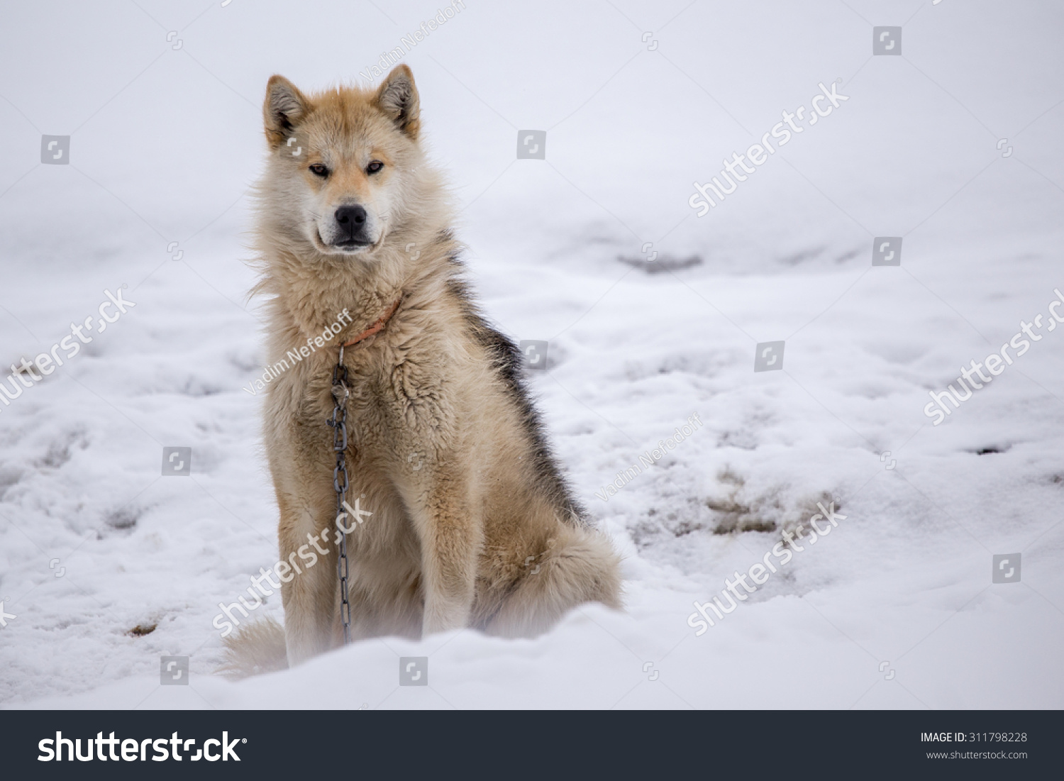 グリーンランド ハスキー そり犬 の写真素材 今すぐ編集