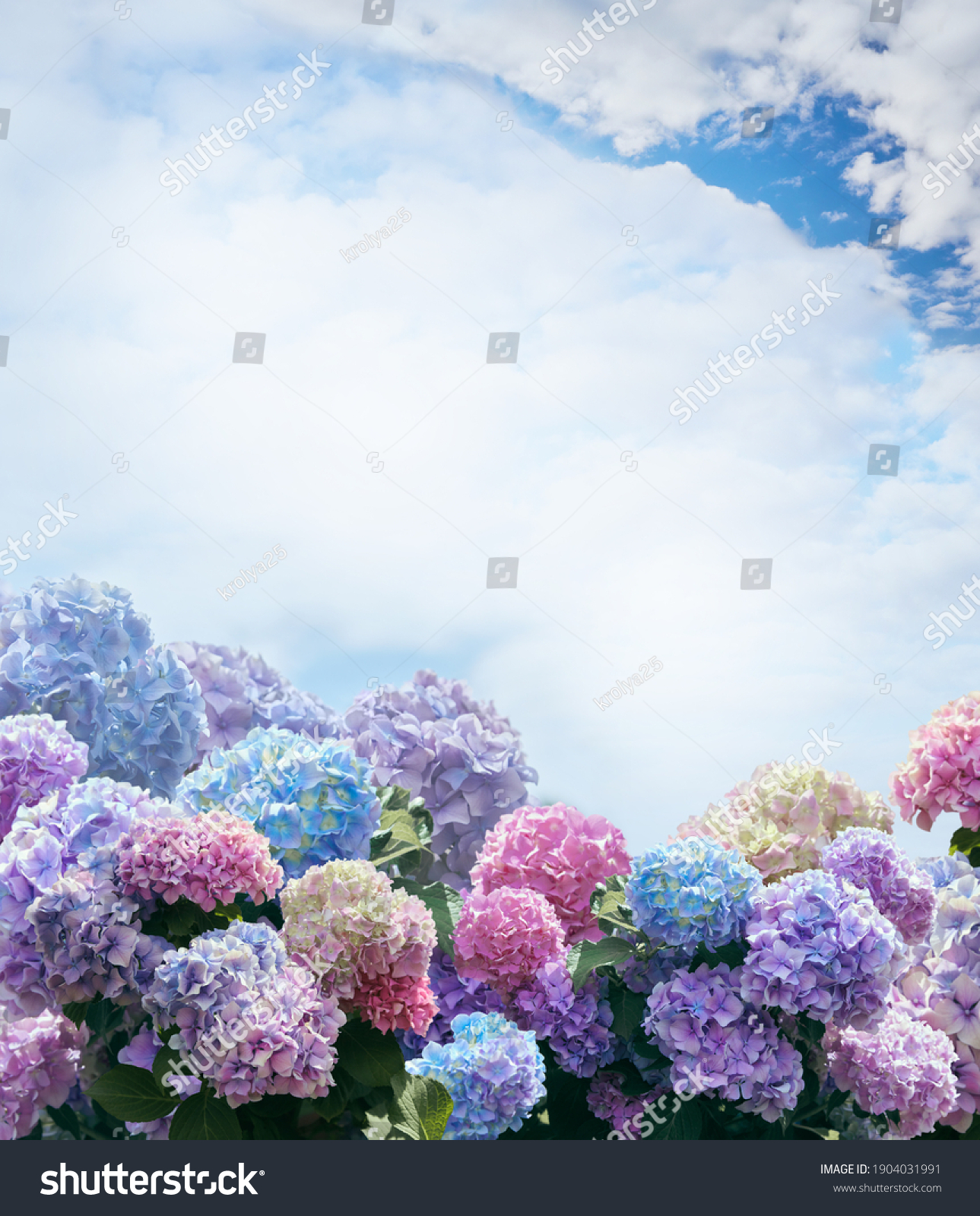青の背景に空の背景にピンク 青 ライラック 紫色 紫のアジカイ アジカイ の花とグリーティングカード 切り取り線とホルテンシア の写真素材 今すぐ編集