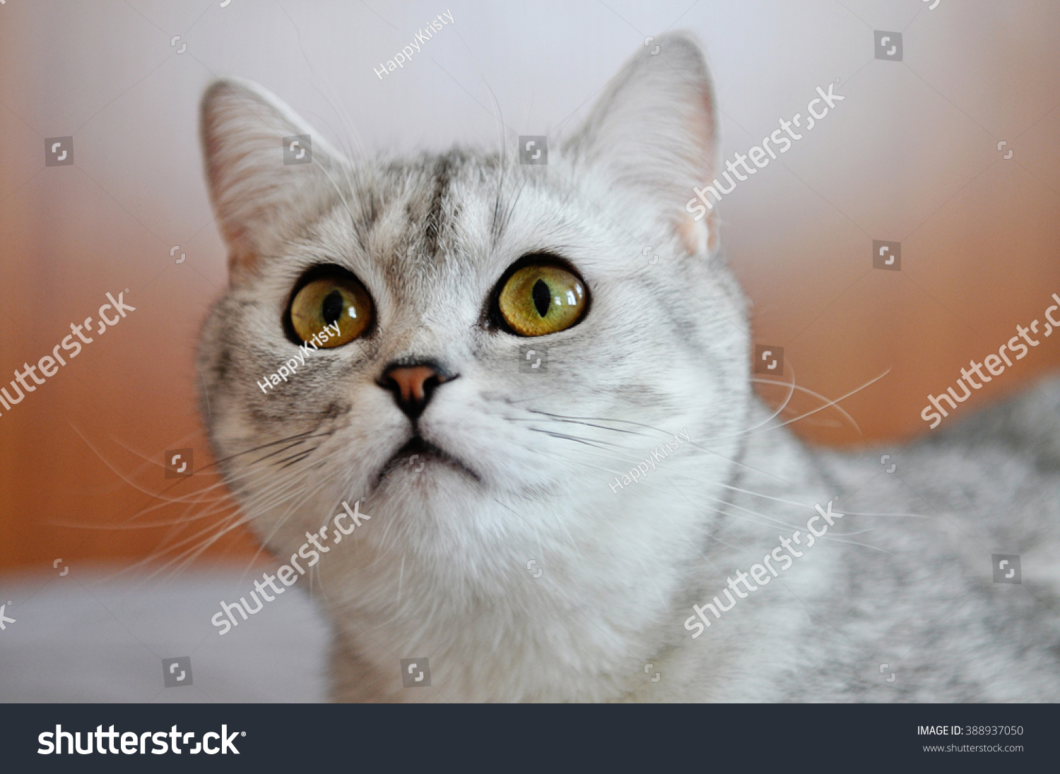 Grey White Cat Yellow Eyes Portrait Stock Photo Edit Now 388937050