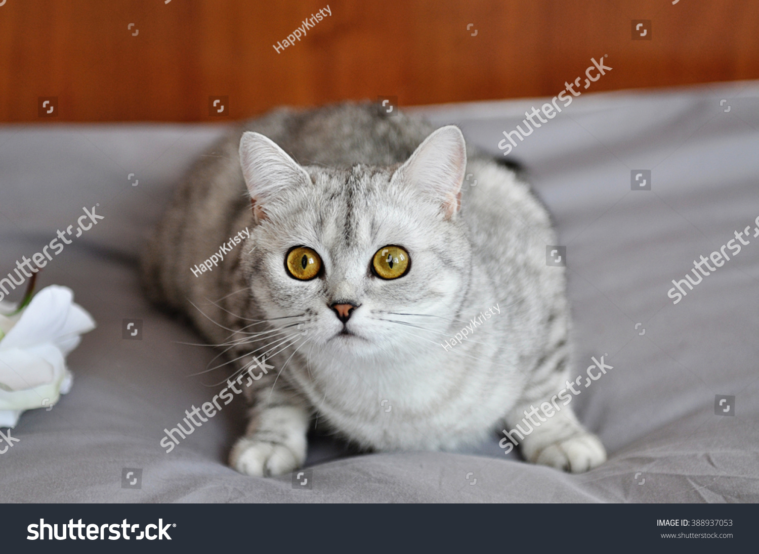 Grey White Cat Yellow Eyes Portrait Stock Photo Edit Now 388937053