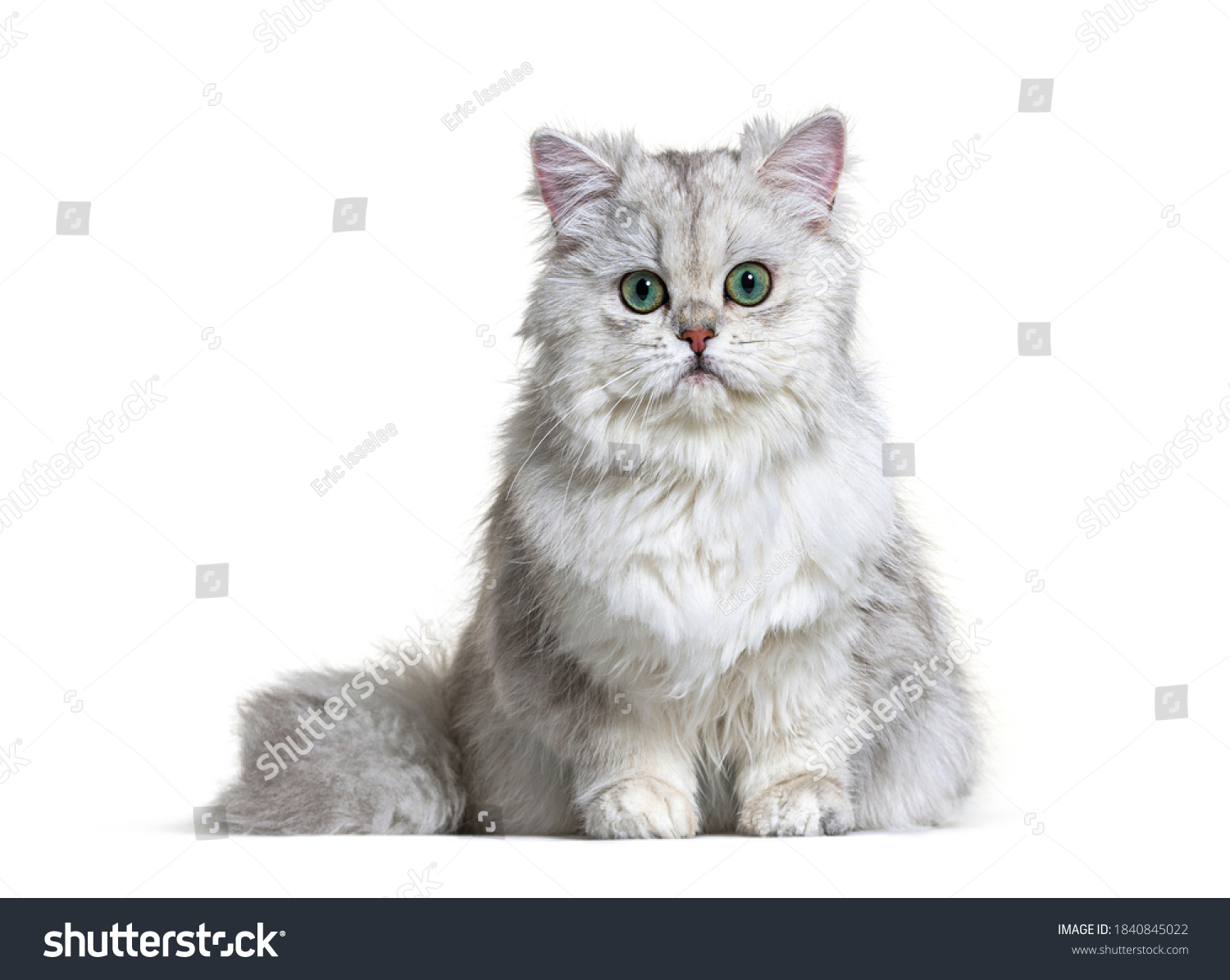 Grey British Longhair Sitting White Background Stock Photo (Edit Now ...