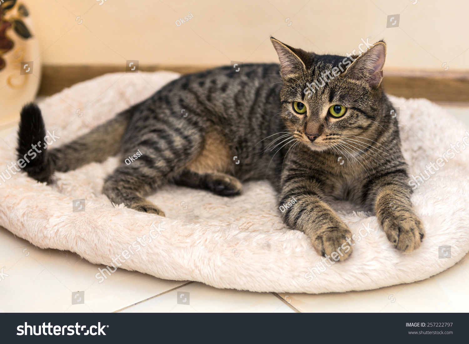 Grey Cat Lying On His Fur Animals Wildlife Stock Image 257222797