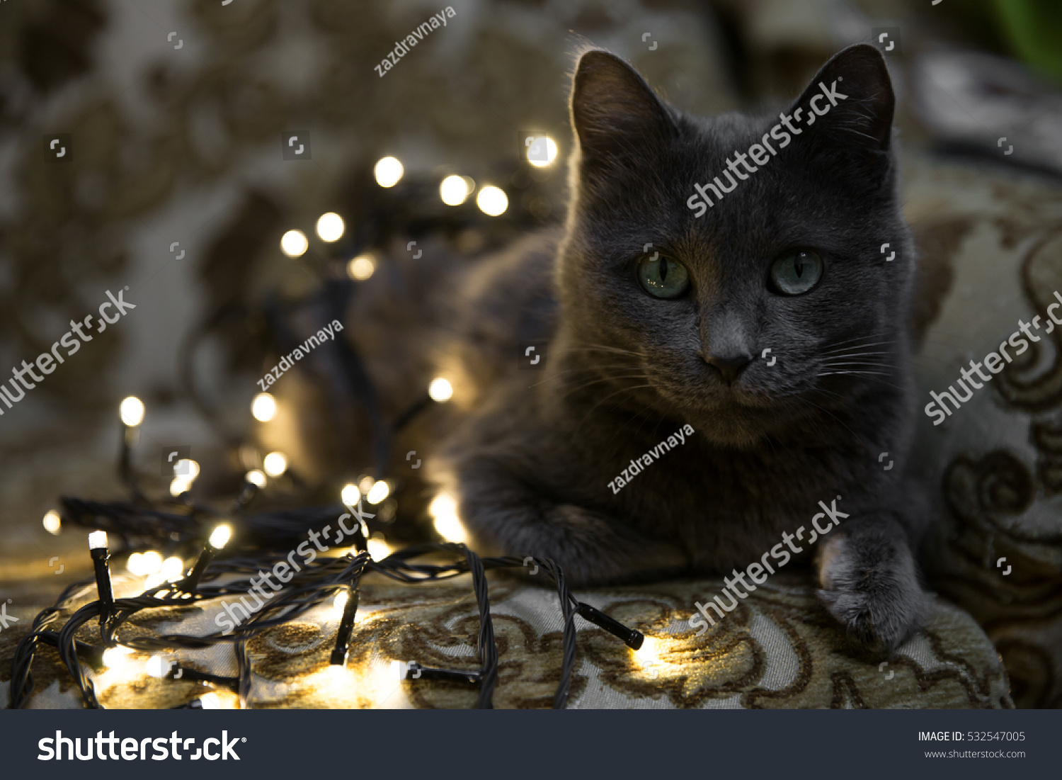 grey cat with christmas lights lying in chair and watching closely on christmas tree decoration process - Black Cat Christmas Tree Decoration grey cat with christmas lights lying in chair and watching closely on christmas tree decoration process - Black Cat Christmas Tree Decoration
