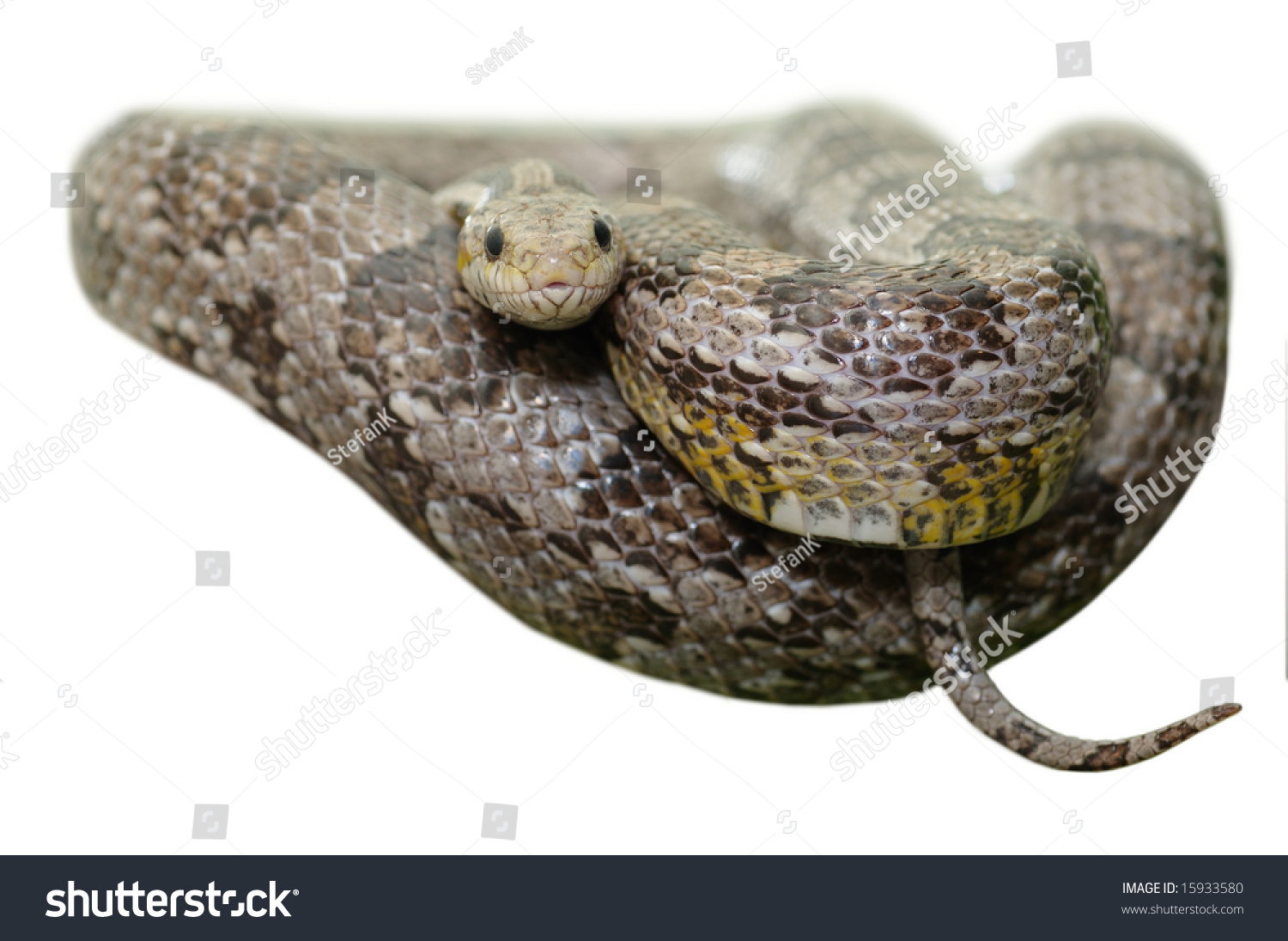 Grey Corn Snake - Elaphe Guttata - Isolated On White Background Stock ...