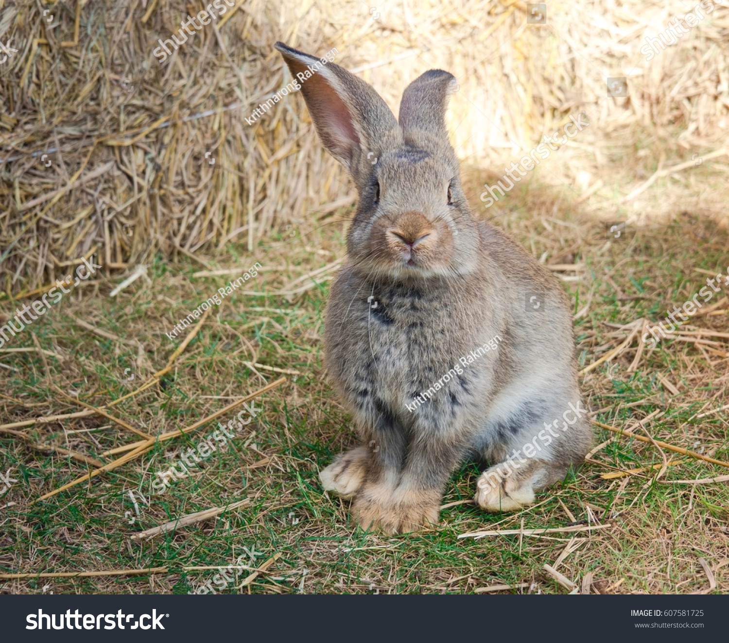 grey flemish giant rabbit