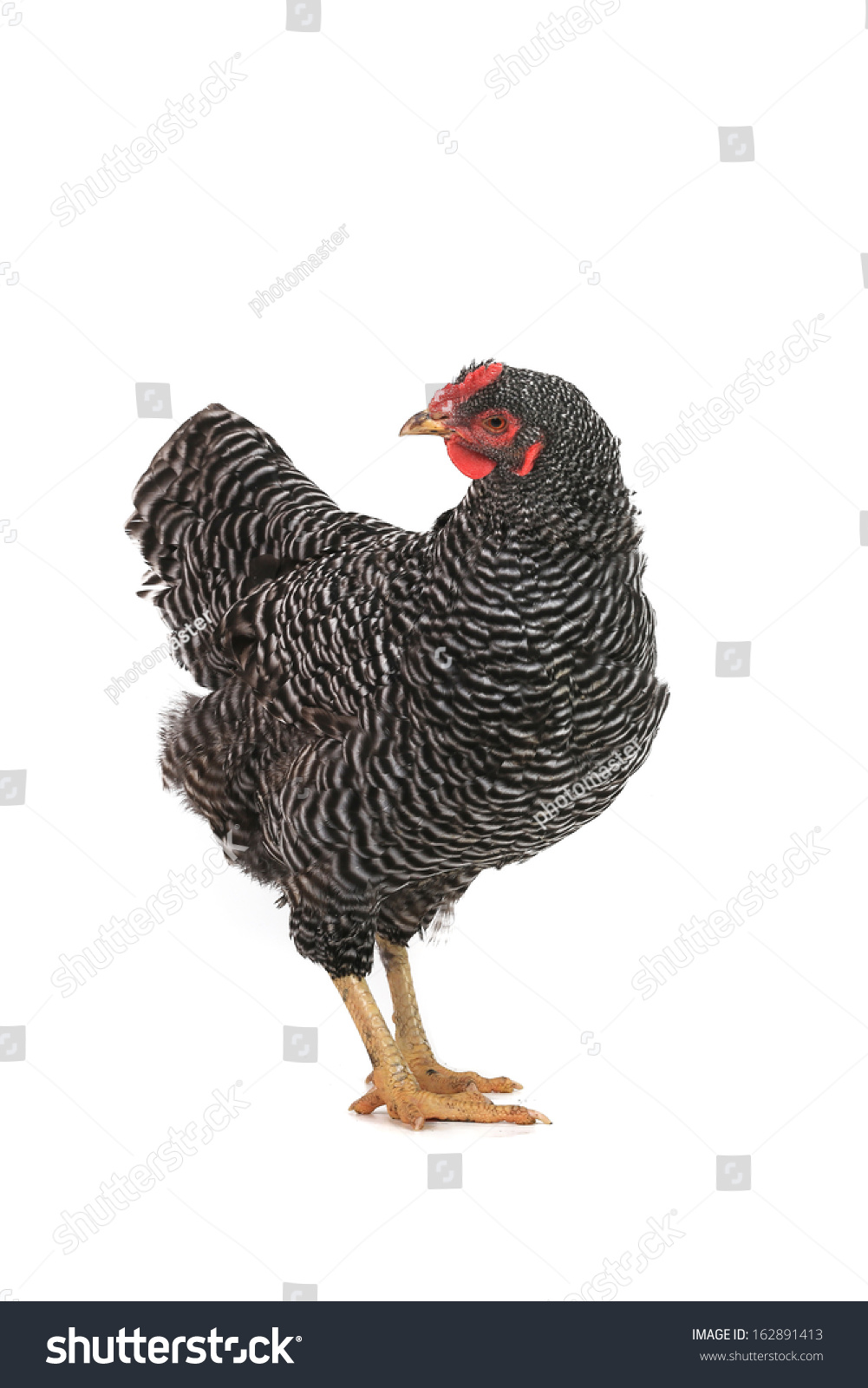 Grey Hen Isolated On White Studio Shot Stock Photo 162891413   Stock Photo Grey Hen Isolated On White Studio Shot 162891413 