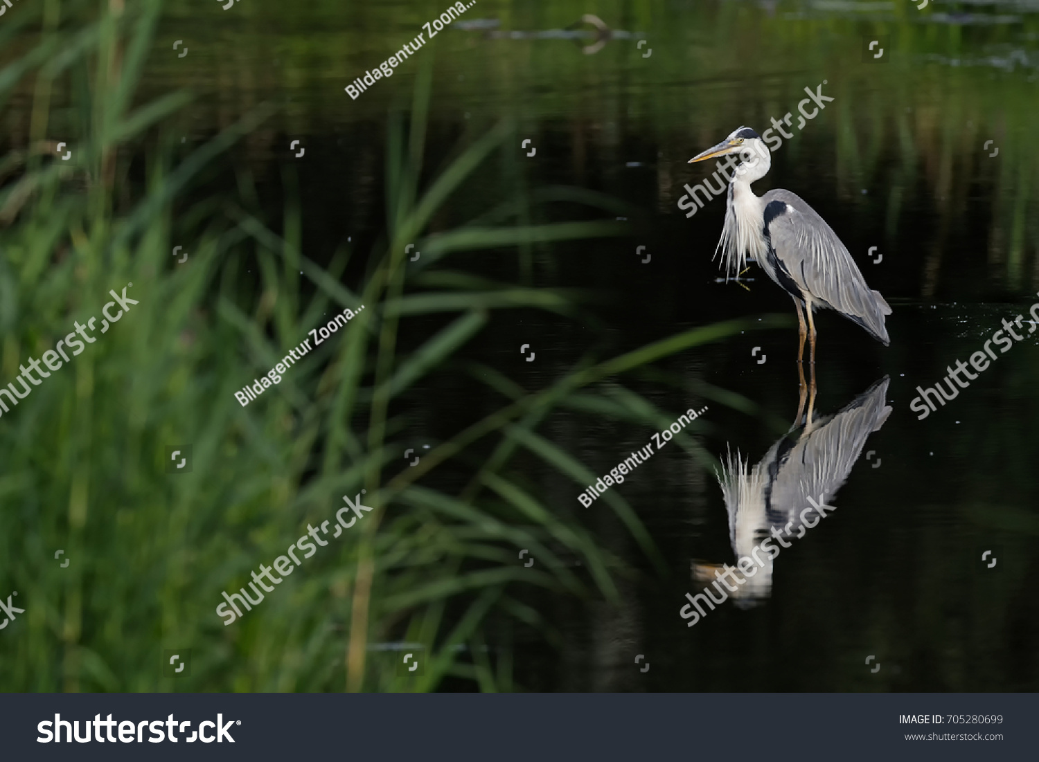 5,070 European heron Images, Stock Photos & Vectors | Shutterstock