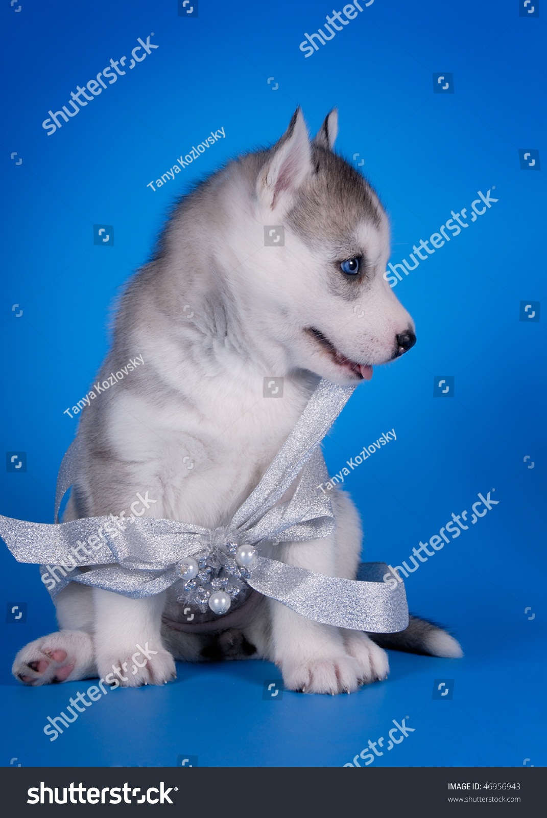 Grey Husky Puppy Stock Photo 46956943 : Shutterstock