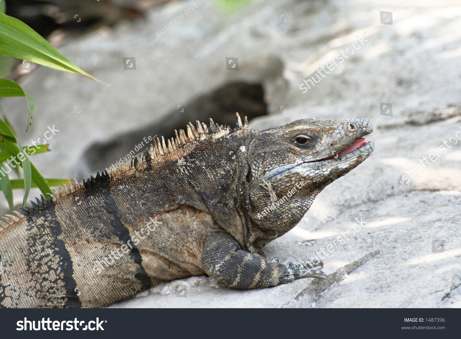 Grey Iguana Lizard Stock Photo 1487396 : Shutterstock