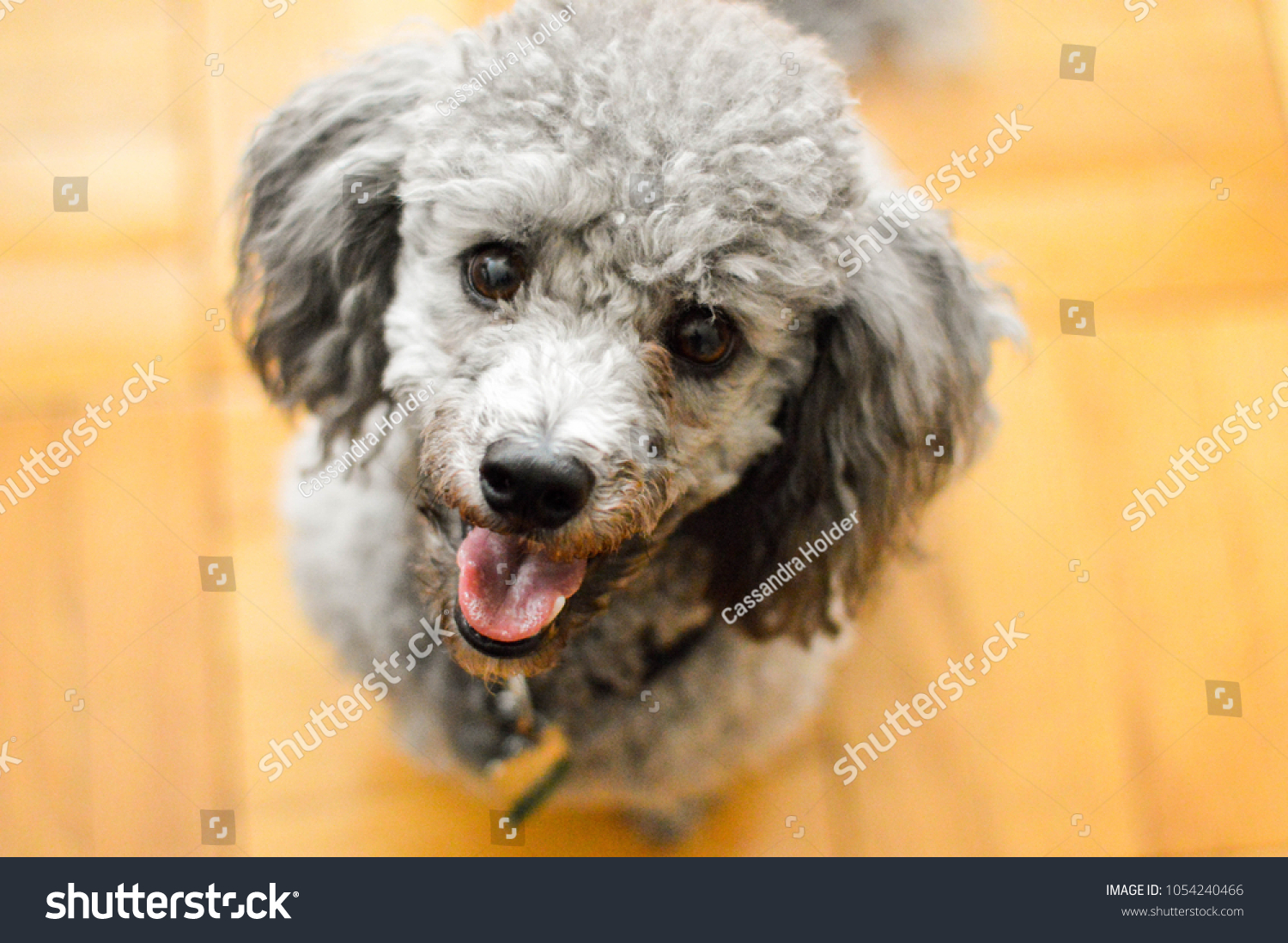 grey miniature poodle