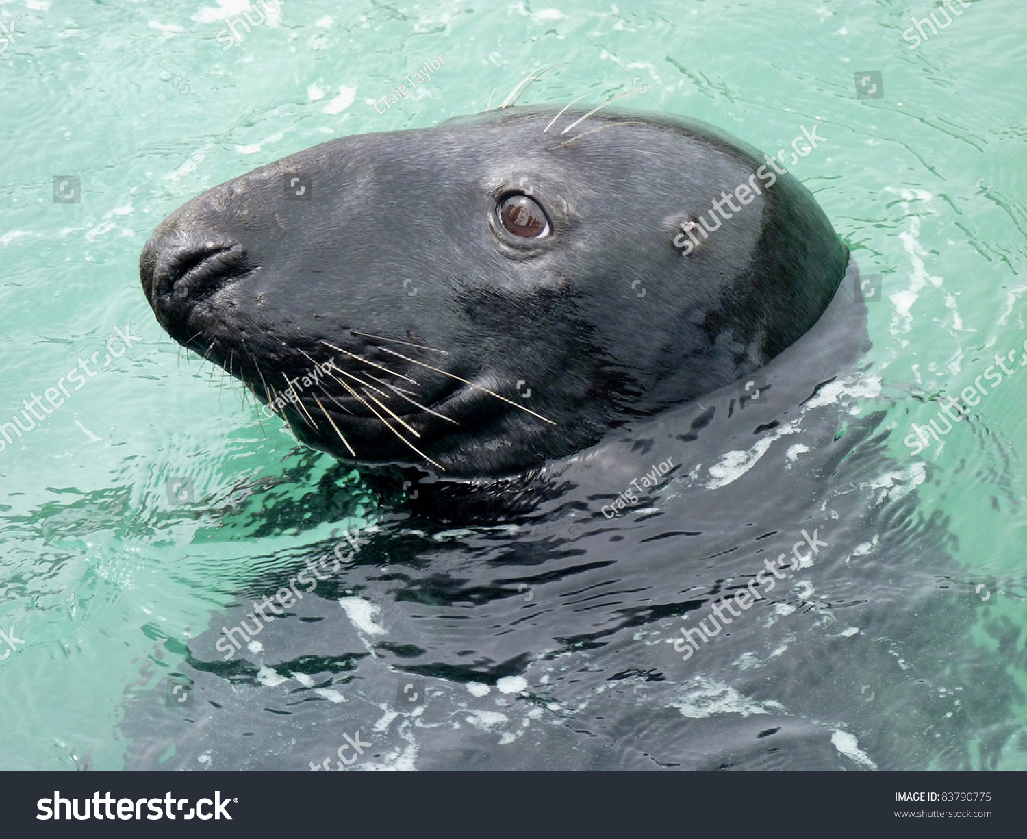 Grey Seal Profile Stock Photo 83790775 : Shutterstock