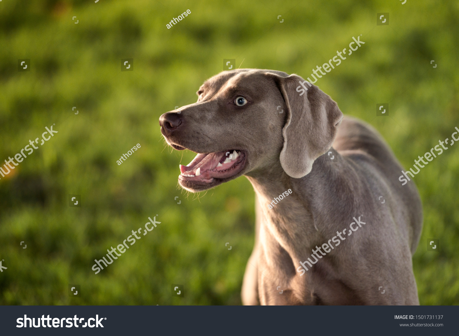 Grey Shorthaired Weimaraner Hunting Dog Standing Stock Image