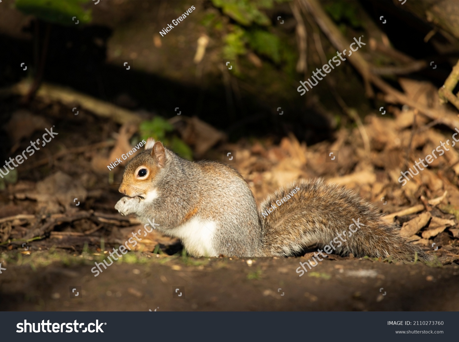 Grey Squirrels Common Sight Uk Parks Stock Photo (Edit Now) 2110273760