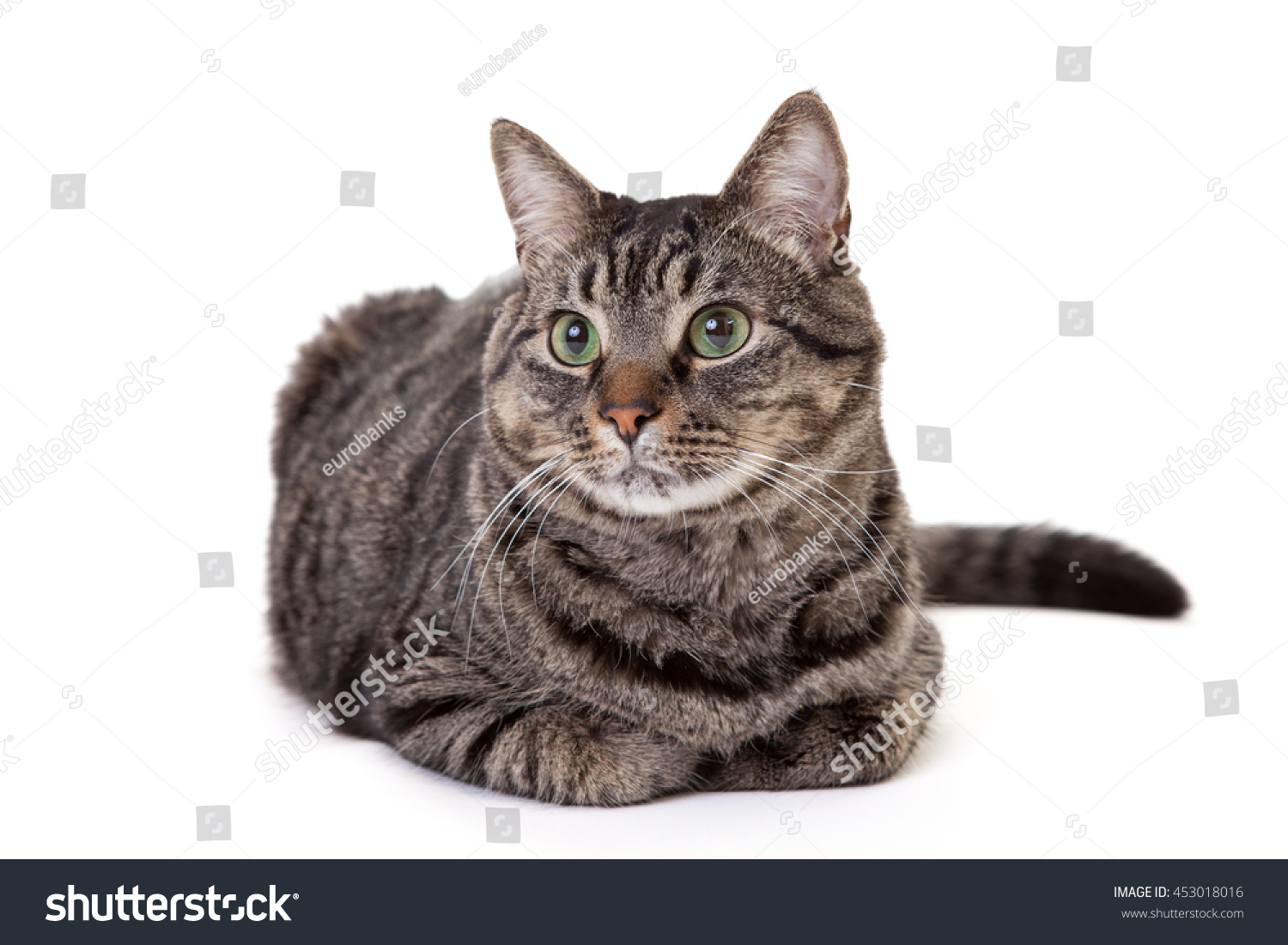 Grey Striped Domestic Shorthair Tabby Cat Stock Photo Edit Now 453018016