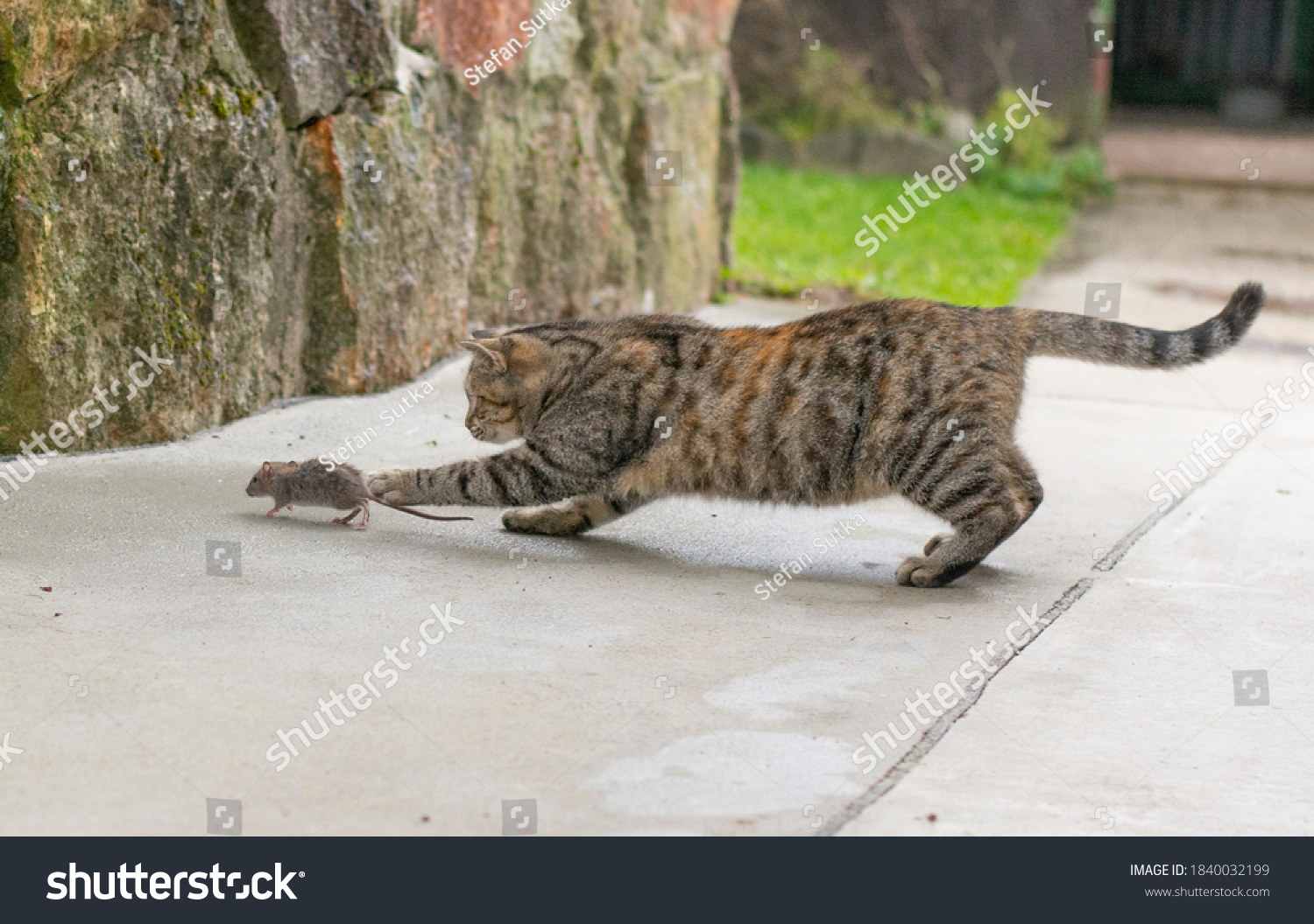 3,582 Cat catches mouse Images, Stock Photos & Vectors Shutterstock