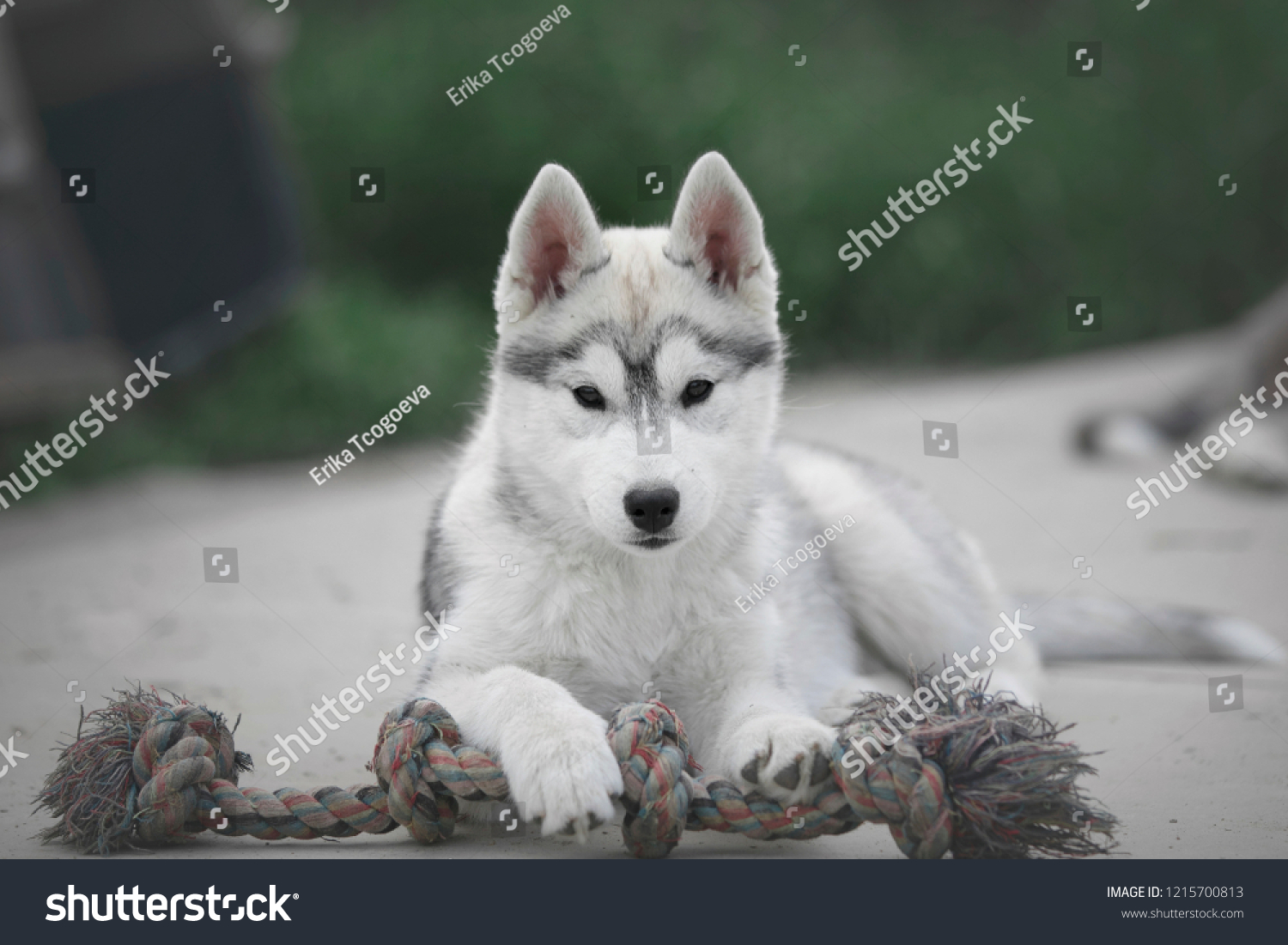 grey white husky