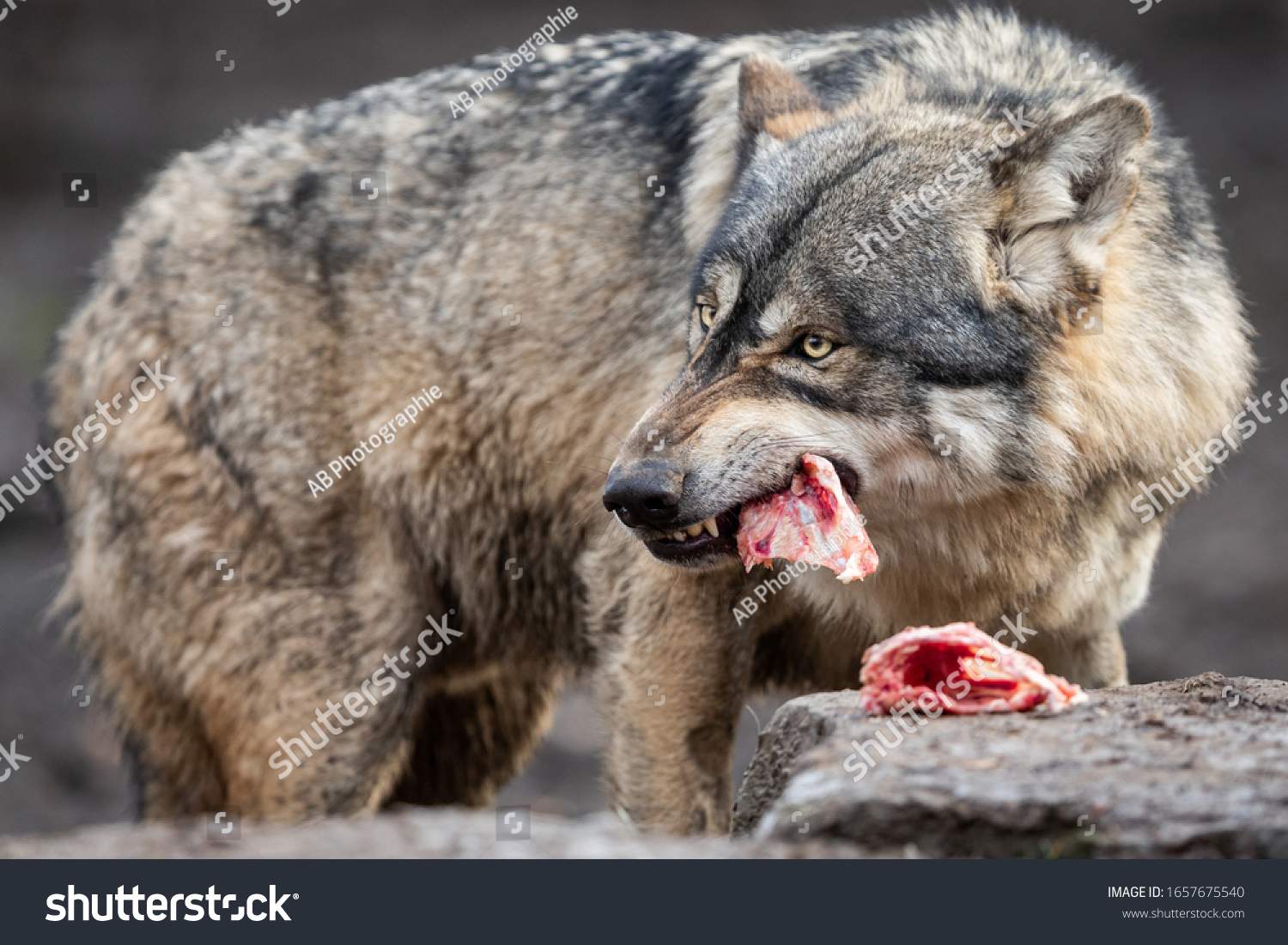 4,395 Eaten by wolves Images, Stock Photos & Vectors | Shutterstock