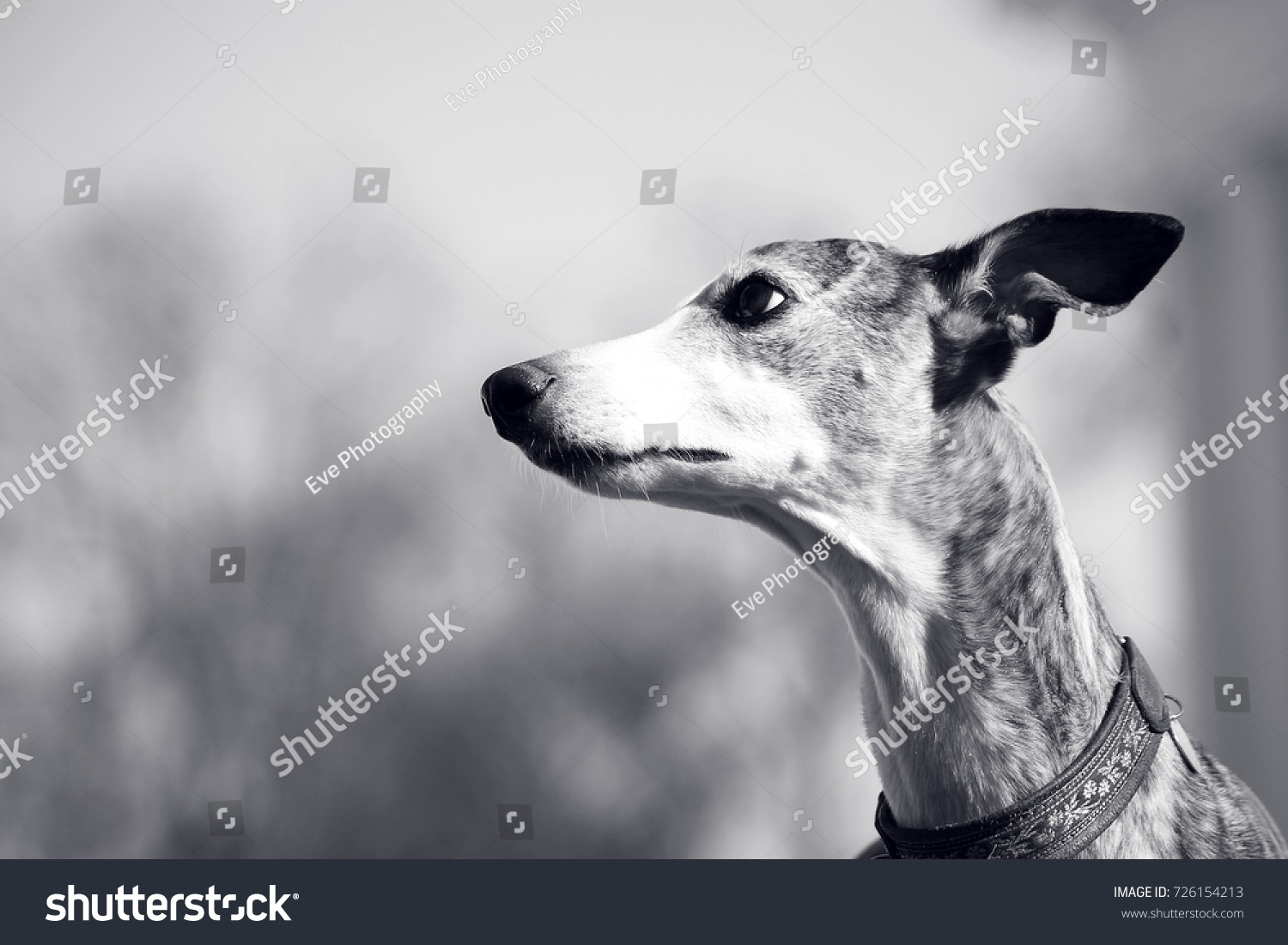 Greyhound Portrait Black White Dog Photography Stock Photo Edit Now 726154213